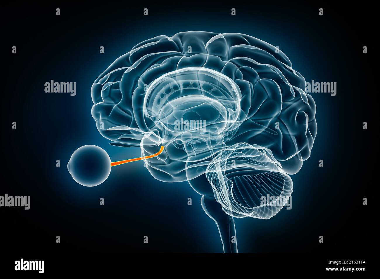 Illustrazione del rendering 3D della vista a raggi X del nervo ottico o cranico. Anatomia del cervello umano e del sistema visivo, medico, sanitario, biologia, scienza, neuroscienc Foto Stock