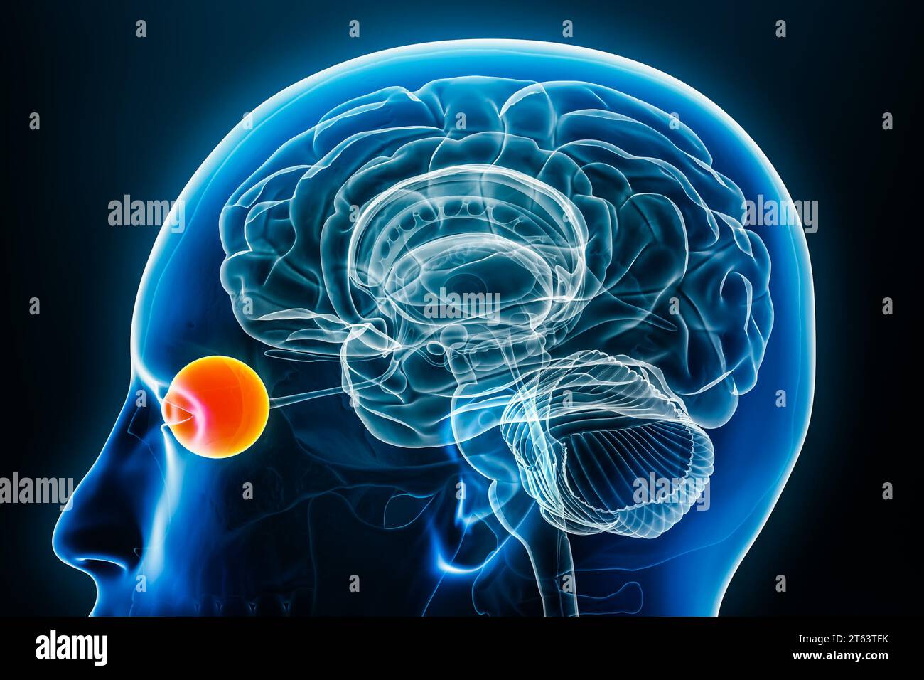 Vista ravvicinata del profilo radiologico degli occhi illustrazione del rendering 3D con contorni del corpo. Anatomia del cervello umano, medicina, biologia, scienza, neuroscienza, neurologia, Foto Stock