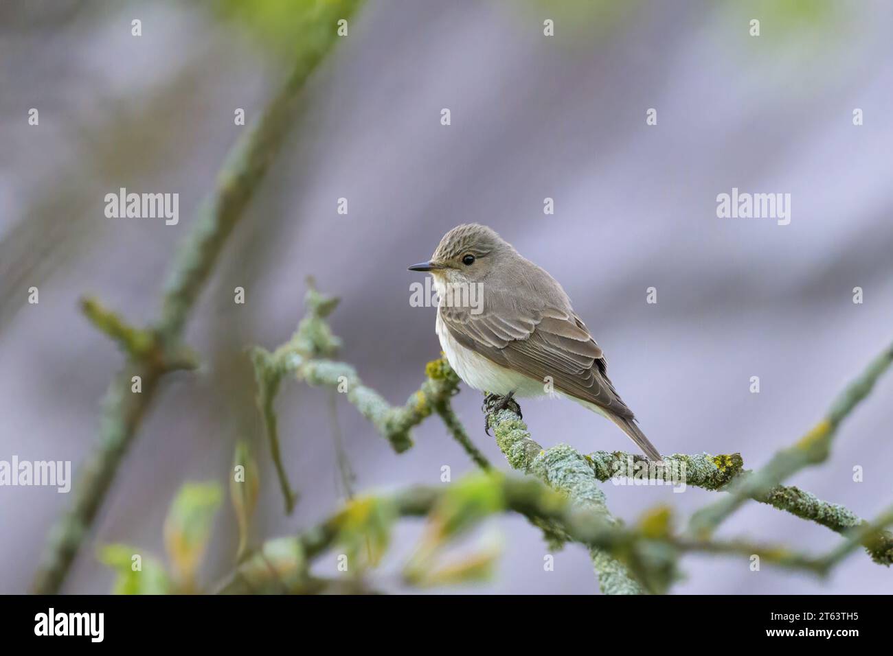 Un Flycatcher Spoted seduto su un albero, giorno di sole in estate, Austria Foto Stock