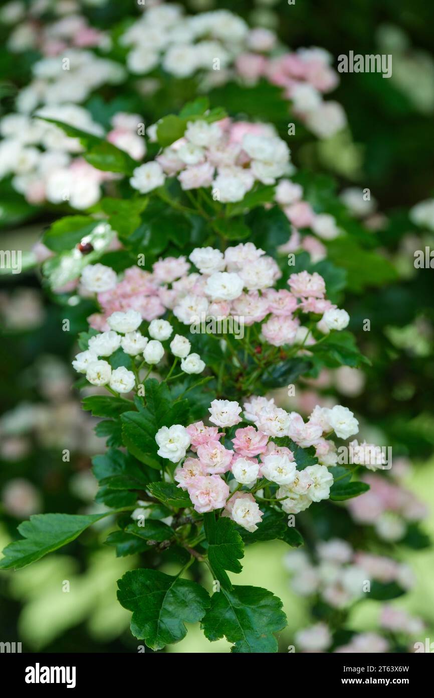 Crataegus alba plena, doppio Biancospino, ammassi di doppi fiori bianchi che invecchiano fino al rosa Foto Stock