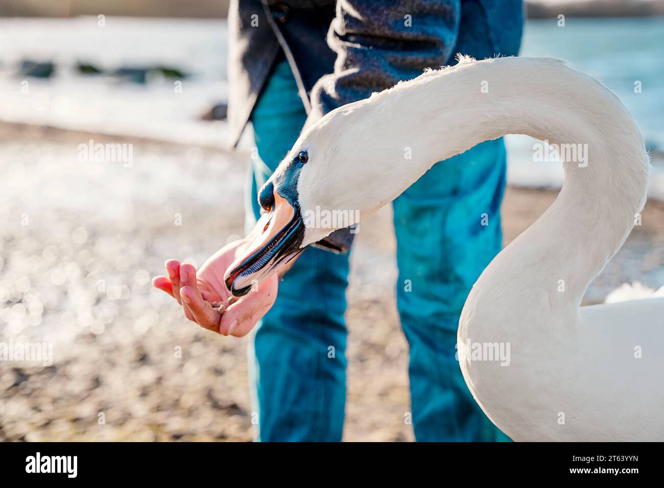 ragazzo in cappotto che alimenta anatre e cigni sul lago di riva oin freddo giorno di primavera Foto Stock