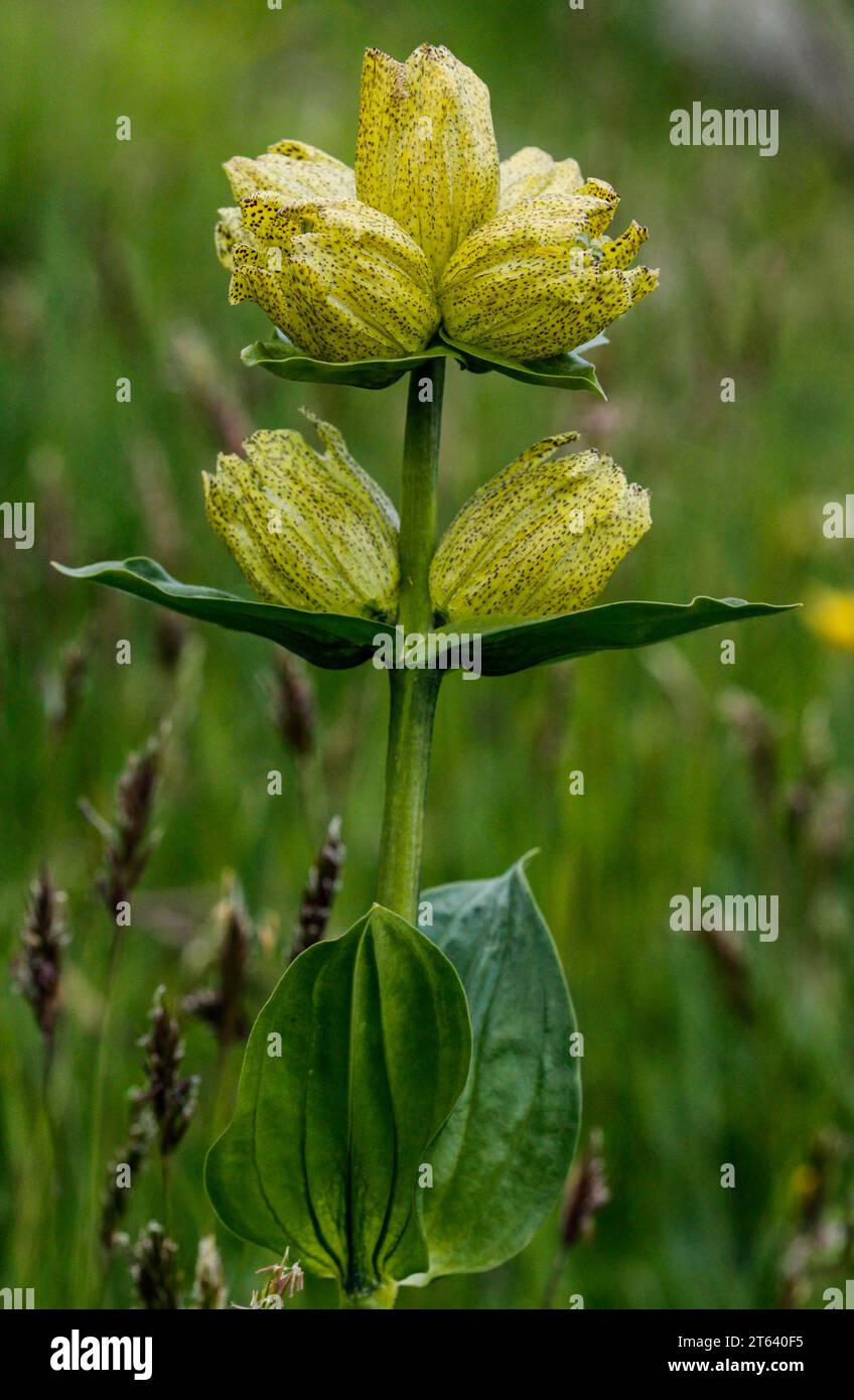 Genziana maculata (Gentiana punctata), che cresce nelle prealpi Foto Stock