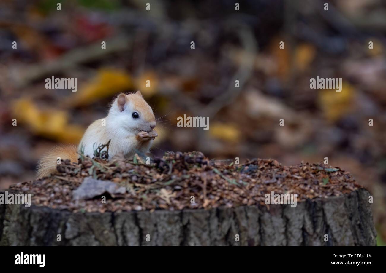 Scoiattolo bianco (scoiattolo rosso leucistico) che consuma semi nella foresta in autunno Foto Stock