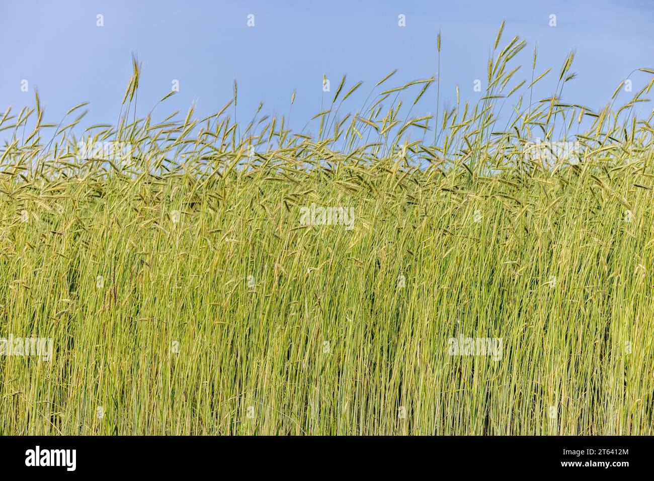 dettaglio di erba alta con un cielo blu Foto Stock