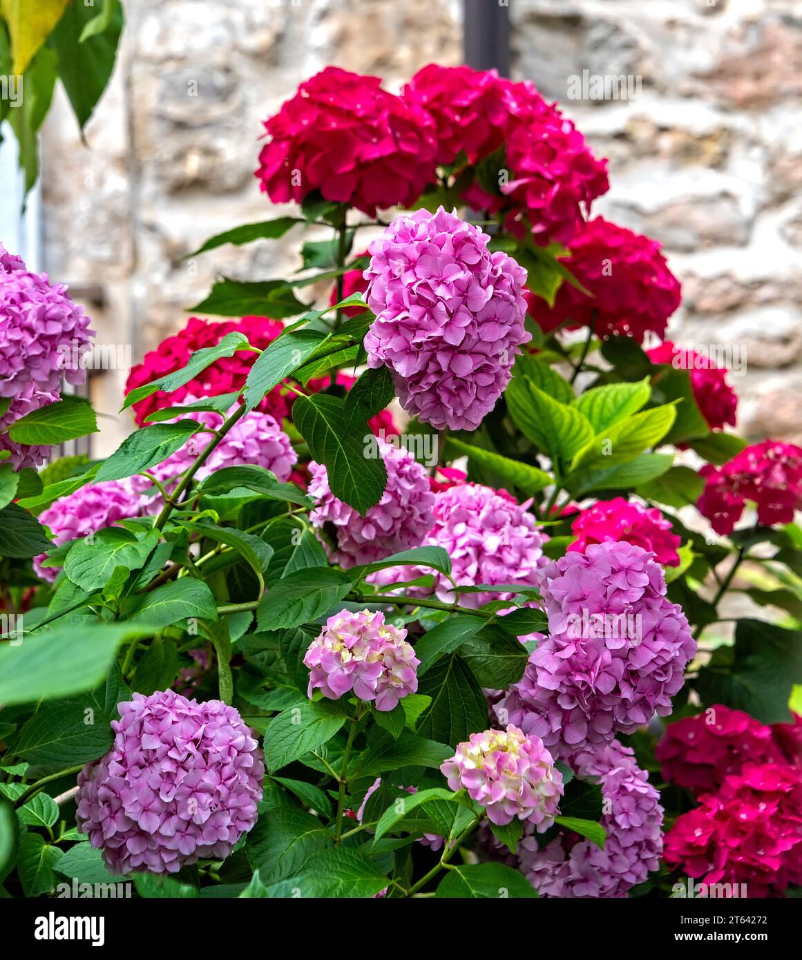 Grande cespuglio di ortensie fiorite con fiori rosa e rosa scuro. Foto Stock