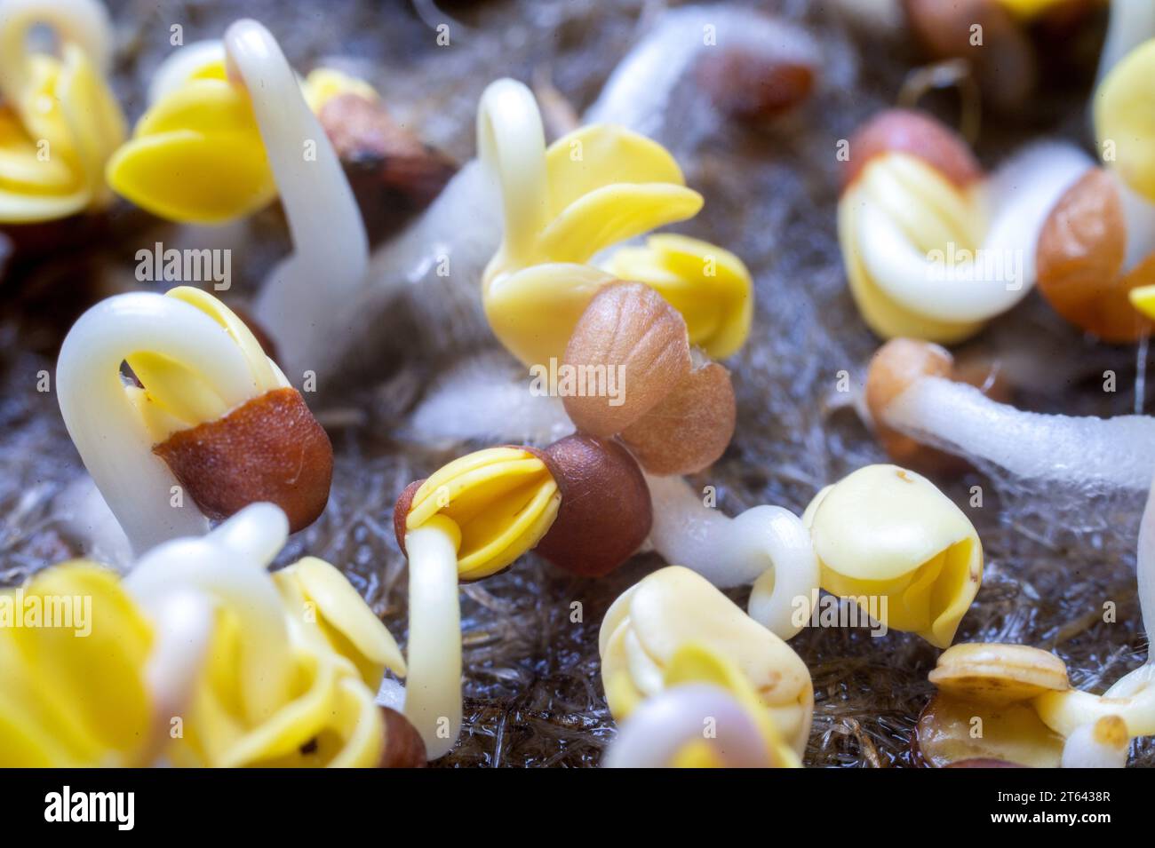 Germogli di pianta Mizuna Cresti, insalata Radish Arugula rapa come elemento di nutrizione sana, macro primo piano. Foto Stock