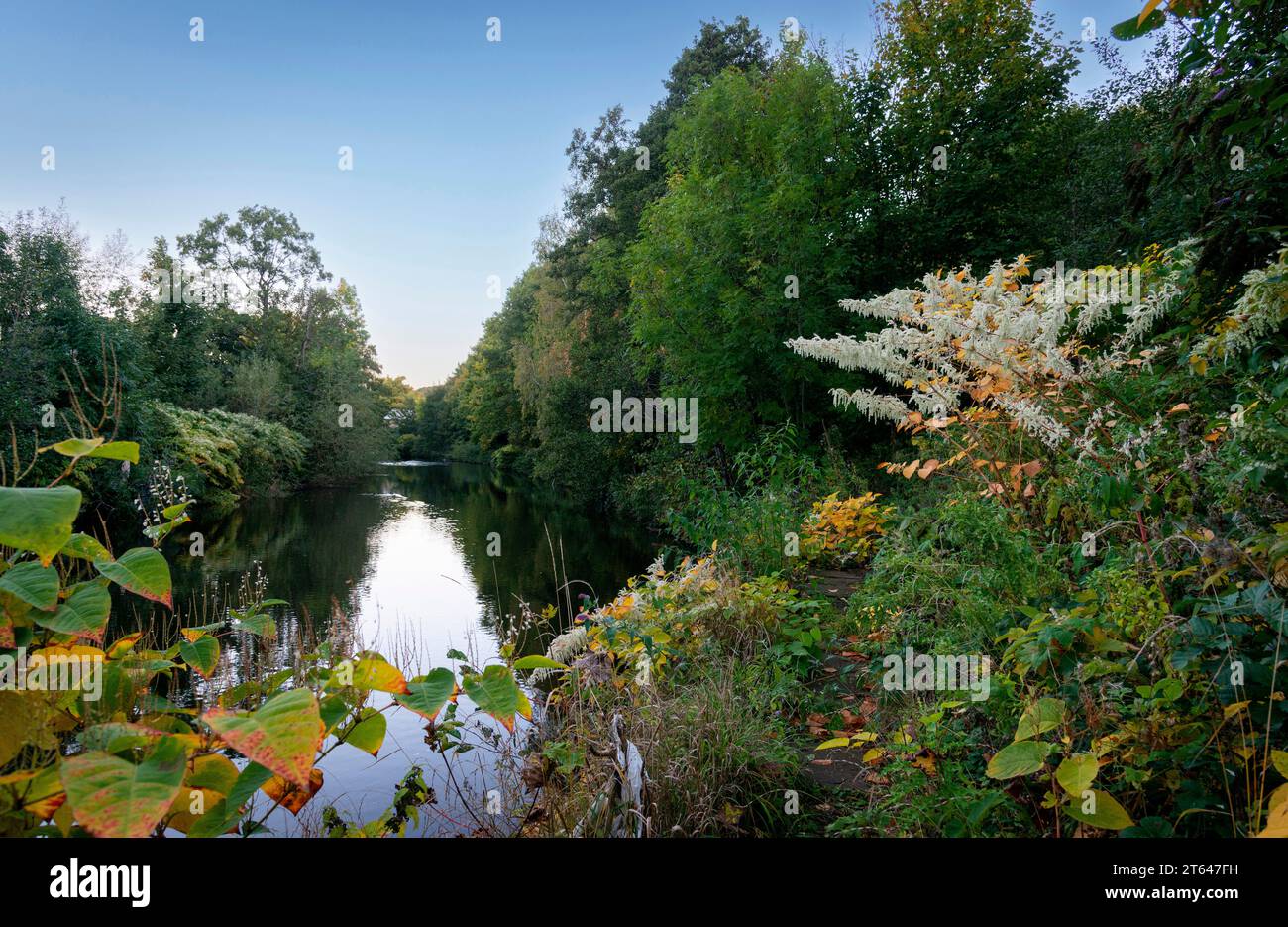 River Don, Club Mill Rd, Sheffield Foto Stock