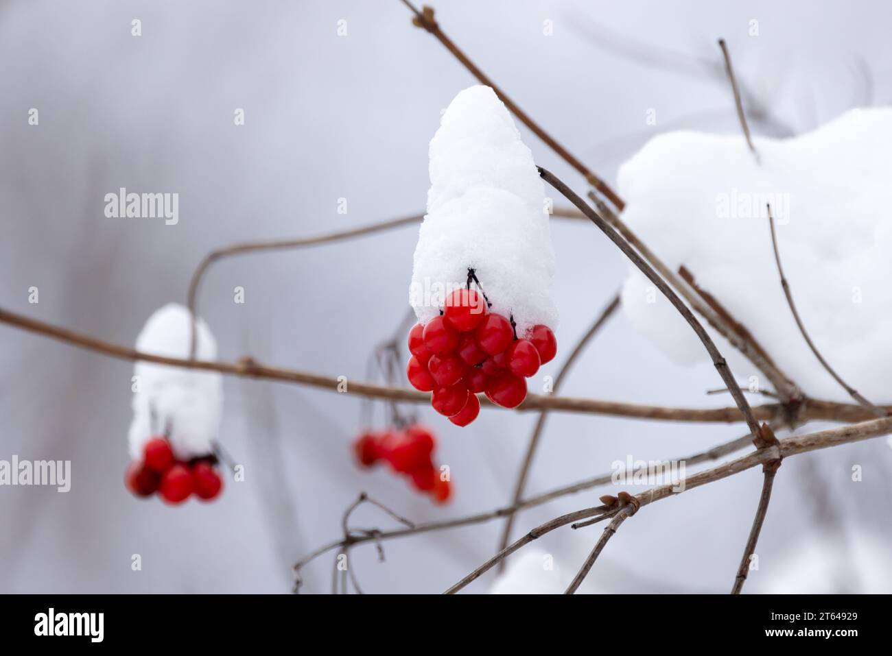 Il frutto di Viburnum opulus è sotto la neve bianca in una giornata invernale. Le bacche rosse sono appese al ramo Foto Stock