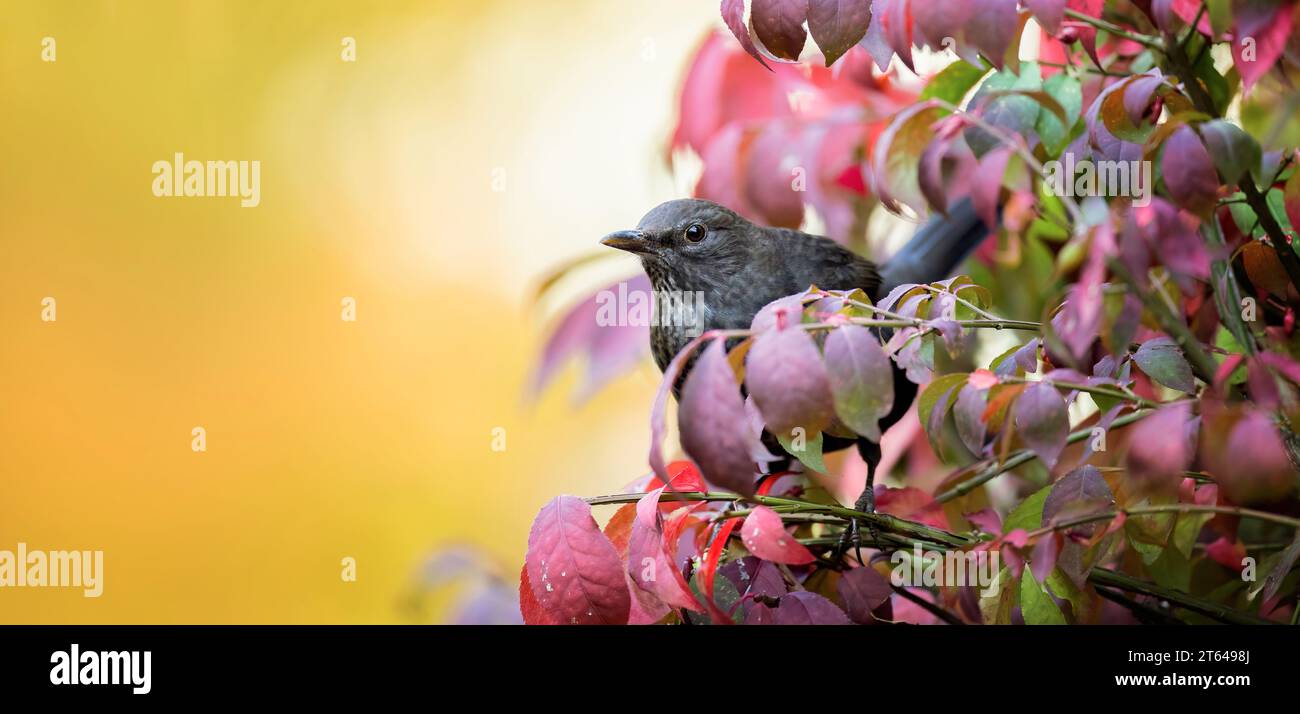 Un uccello nero siede nelle foglie colorate dell'autunno e guarda i dintorni, la foto migliore. Foto Stock