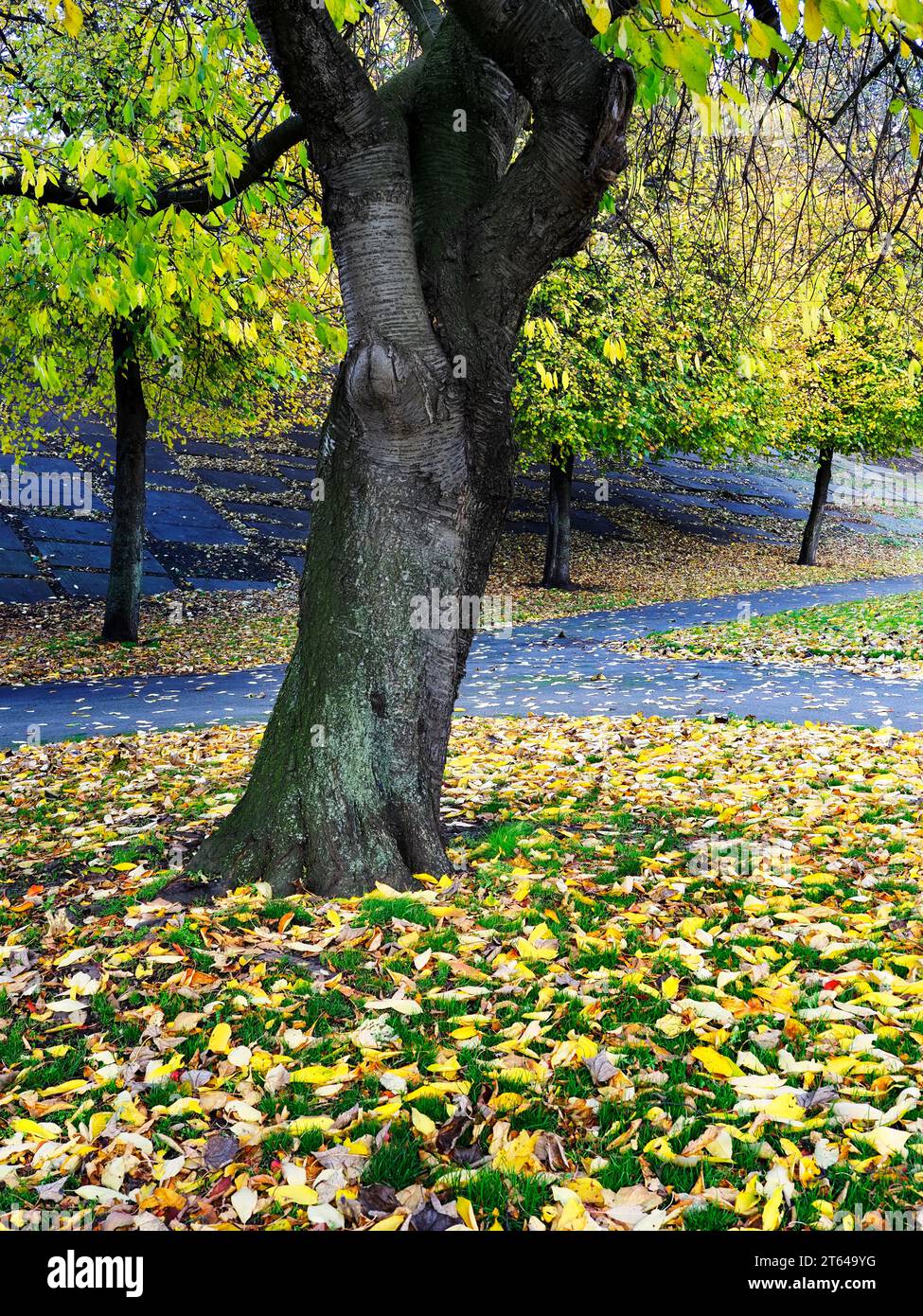 Penny Pocket Park in autunno, ex parte del cimitero della Minster di Leeds, con vecchie lapidi sull'argine ferroviario di Leeds, Inghilterra Foto Stock