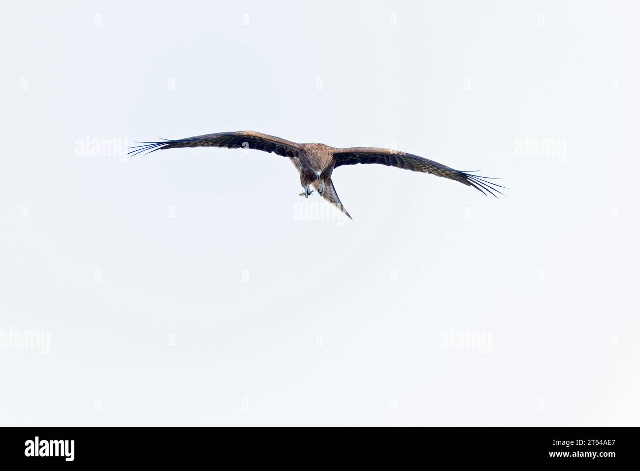 Un aquilone dalle orecchie nere (Milvus migrans) in volo Foto Stock