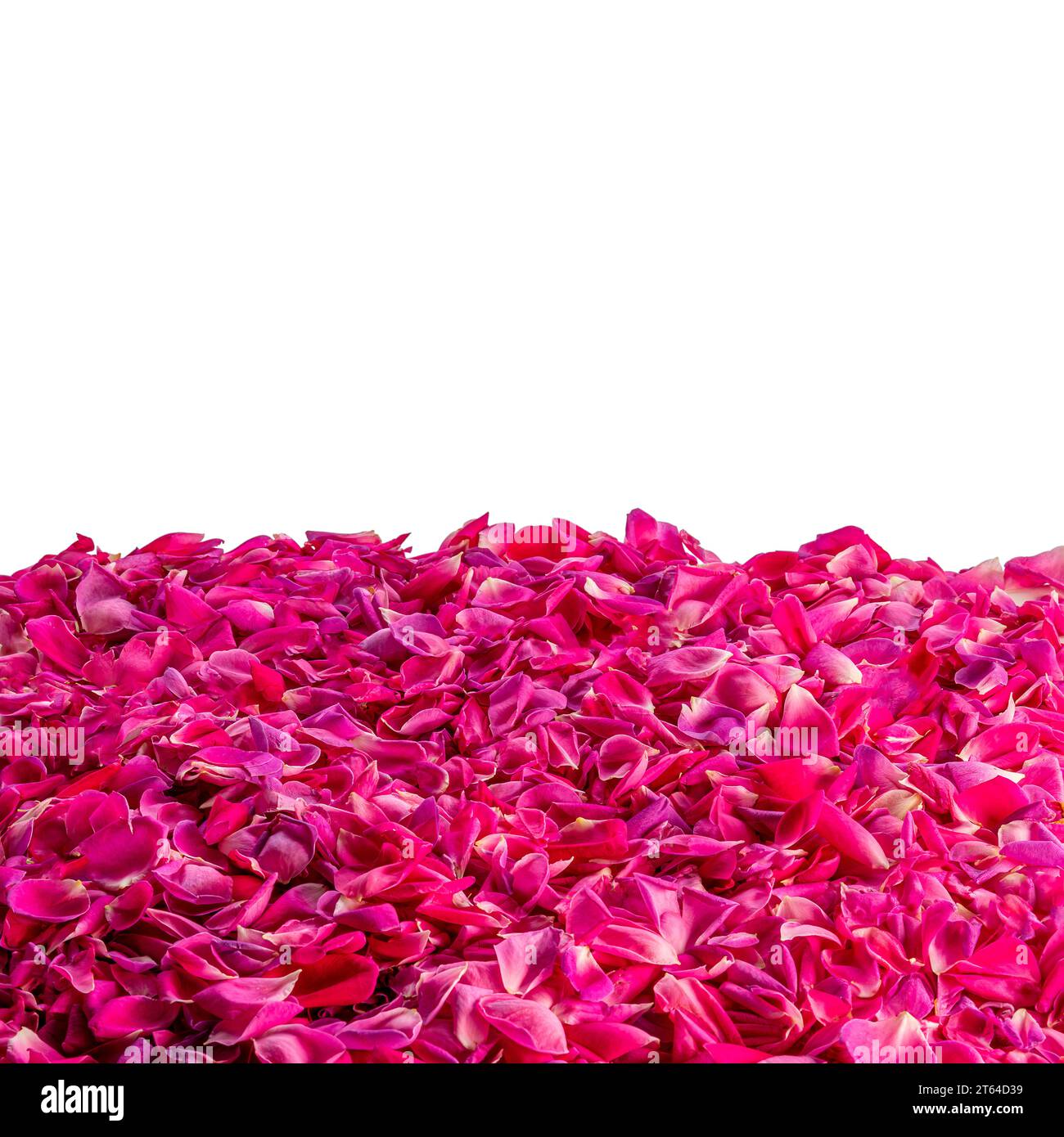Petali di rosa intenso come sfondo o cornice, isolati su bianco con percorso di ritaglio Foto Stock