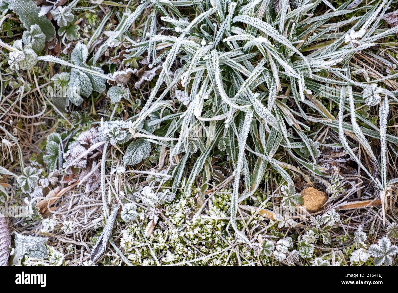 paesaggio da favola invernale, gelate sul terreno erboso, gelate sulle piante Foto Stock