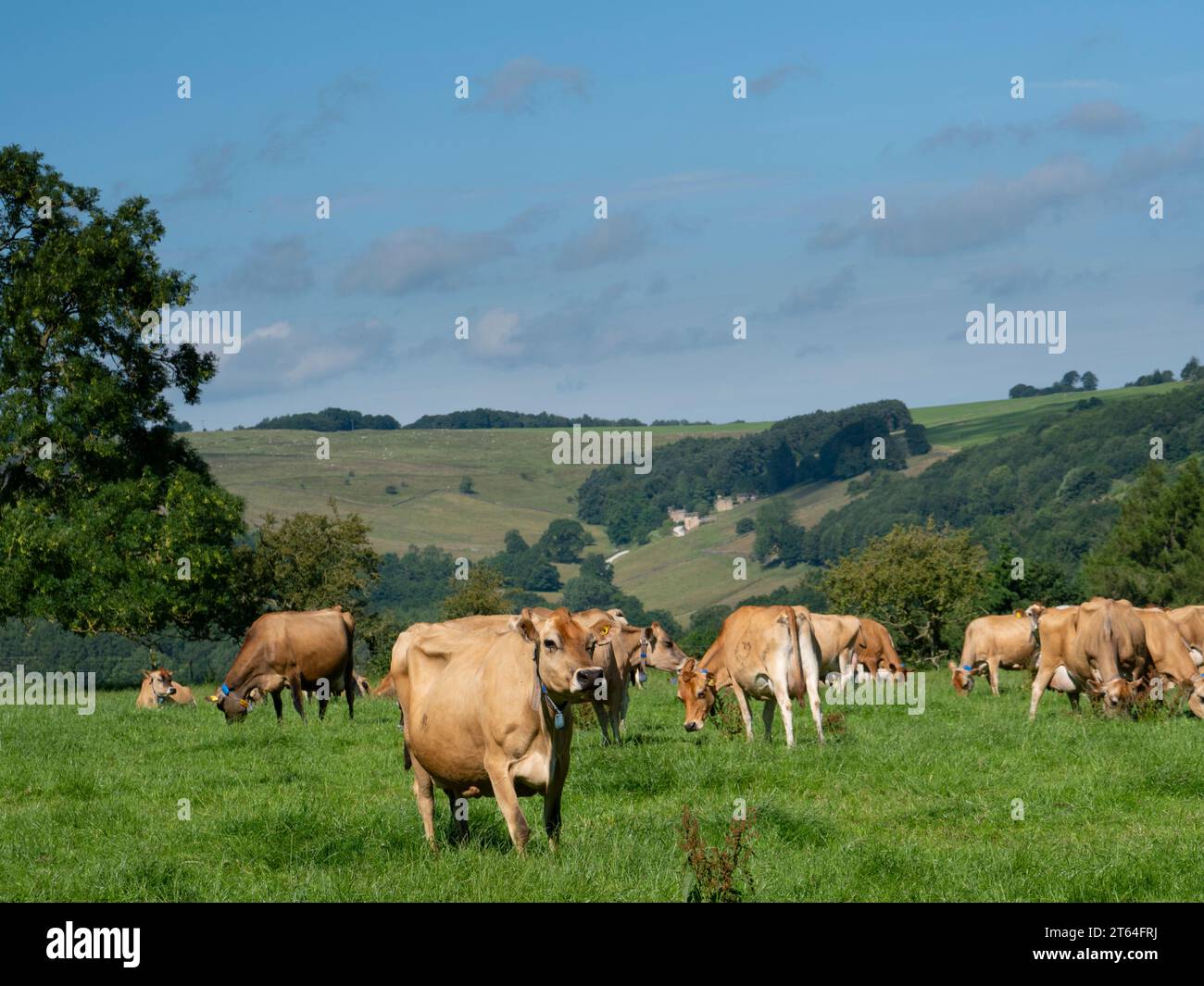 Jersey Cattle, Milking Herd, Pasture, Grass, Derbyshire, bestiame da latte, pascolo. Foto Stock