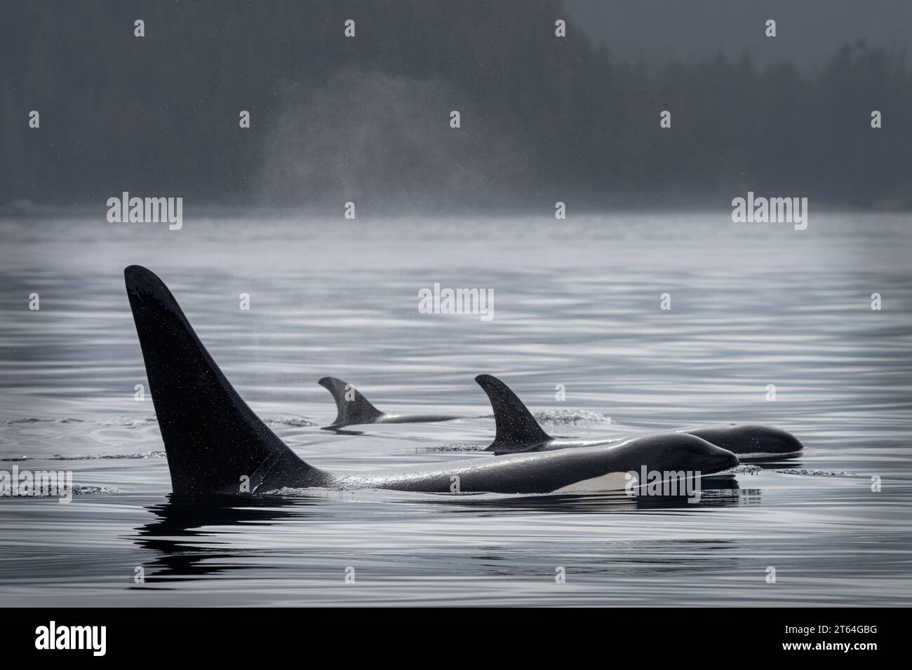 Balene Orca residenti nel nord (balene assassine, Orcinus orca) nello stretto di Johnstone, territorio delle prime Nazioni, territori tradizionali del Kwakwaka'wakw Foto Stock