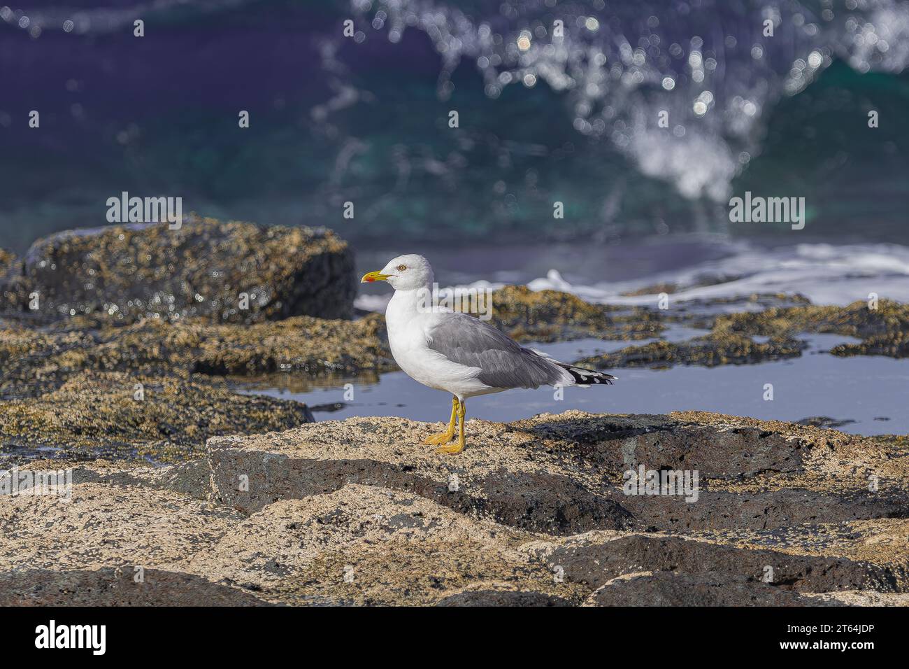 Gabbiano con le gambe gialle (Larus cachinnans atlantis), in piedi su rocce con muschio, con luce del tramonto, e sullo sfondo delle onde dell'oceano Atlantico, Tenerife Foto Stock