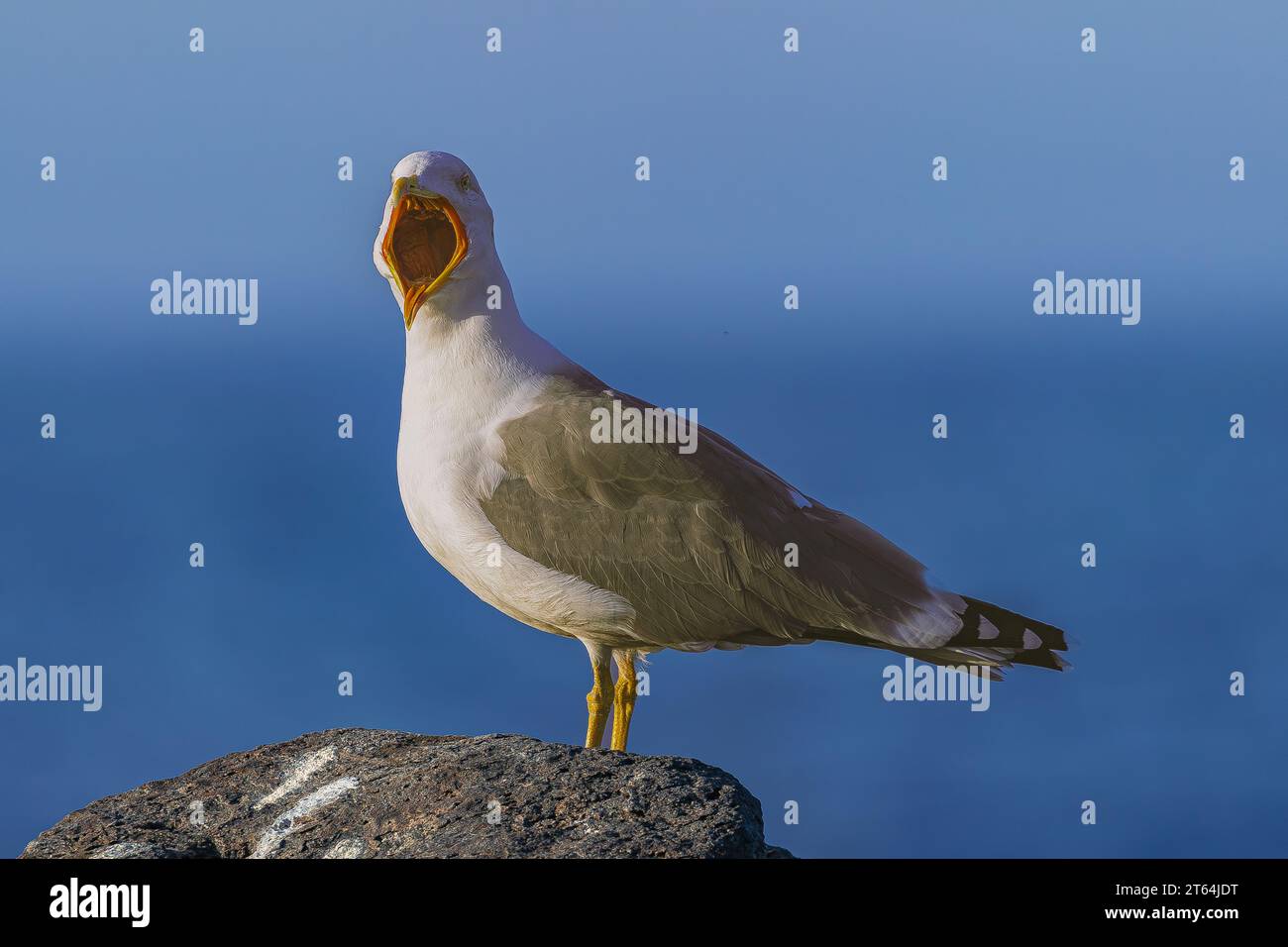 Gabbiano dalle gambe gialle (Larus cachinnans atlantis), che strizza con il becco largo aperto, in piedi su roccia vulcanica, con oceano Atlantico e sfondo all'orizzonte Foto Stock
