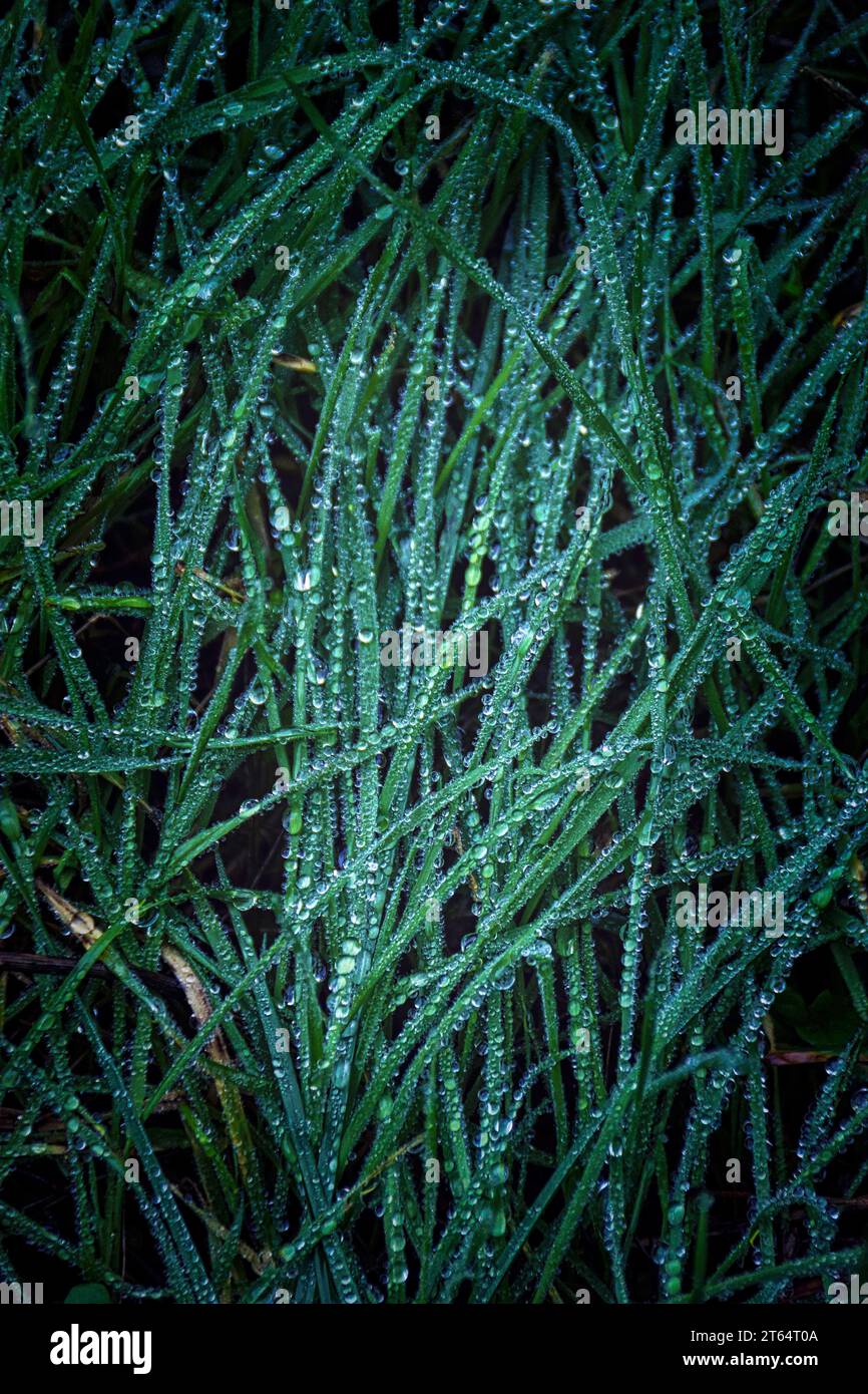 série de photos sur l'herbe verte des sous bois humide - serie di foto sull'erba verde del sottobosco umido Foto Stock