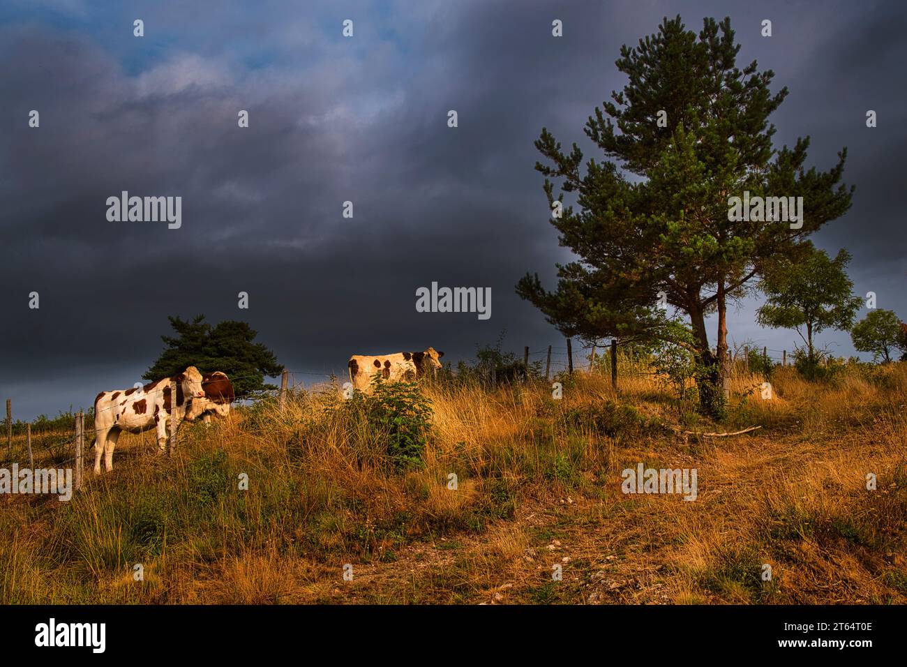 Troupeau de vaches dans un champ de lozere (occitanie-France) par un temps couvert et orageux-mandria di mucche in campo in una giornata tempestosa e al coperto Foto Stock