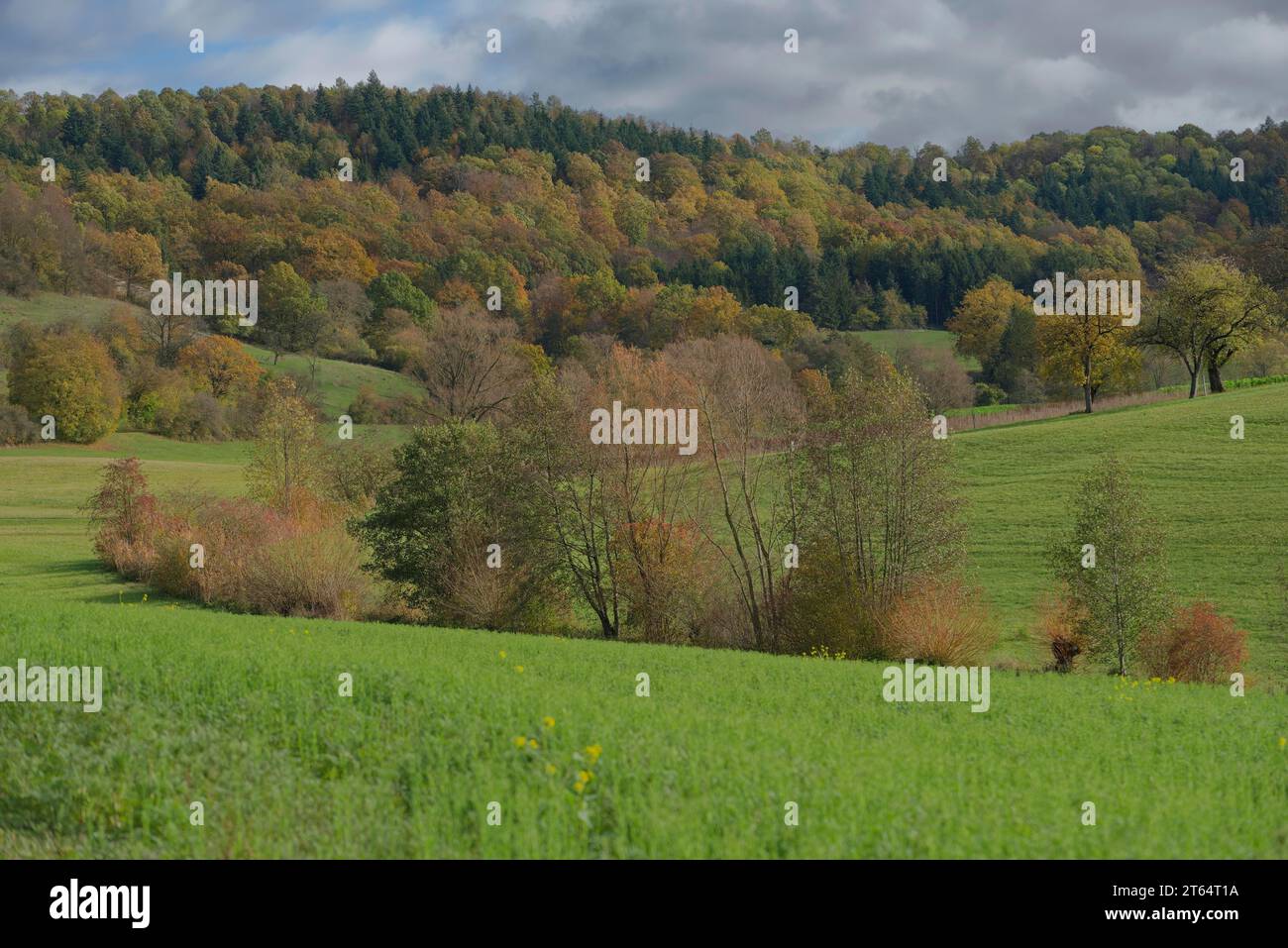 Autunno ai piedi del Limpurger Berge, Einkorn, Limpurger Land, Limpurger Berge, Michelbach, Naturpark Schwaebisch-Fraenkischer Wald, Schwaebisch Foto Stock