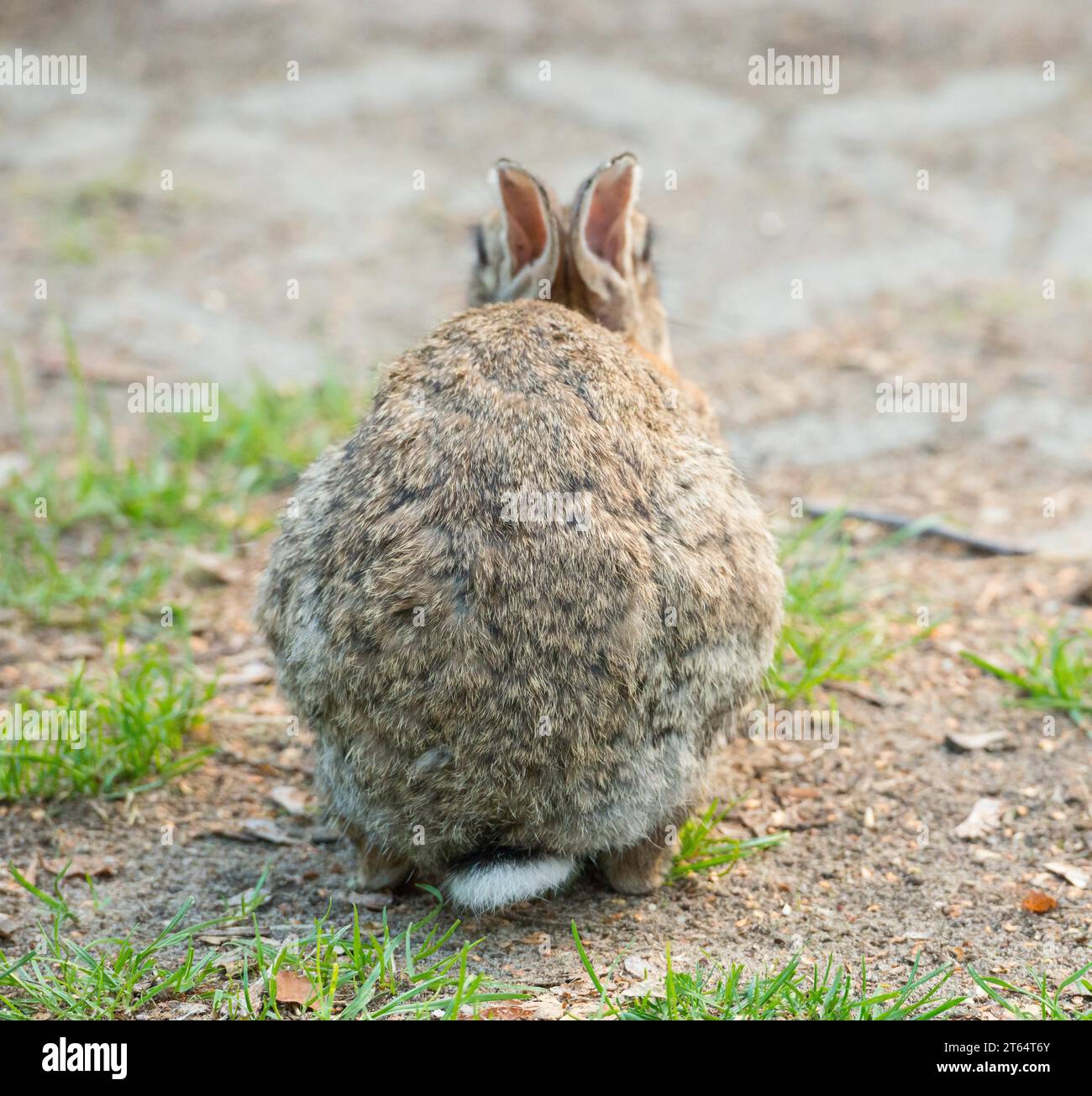 Coniglio europeo (Oryctolagus cuniculus) accovacciato su un terreno sabbioso arido con un po' di erba, vista posteriore, gobba con coda scomoda, orecchie arretrate, roditore Foto Stock