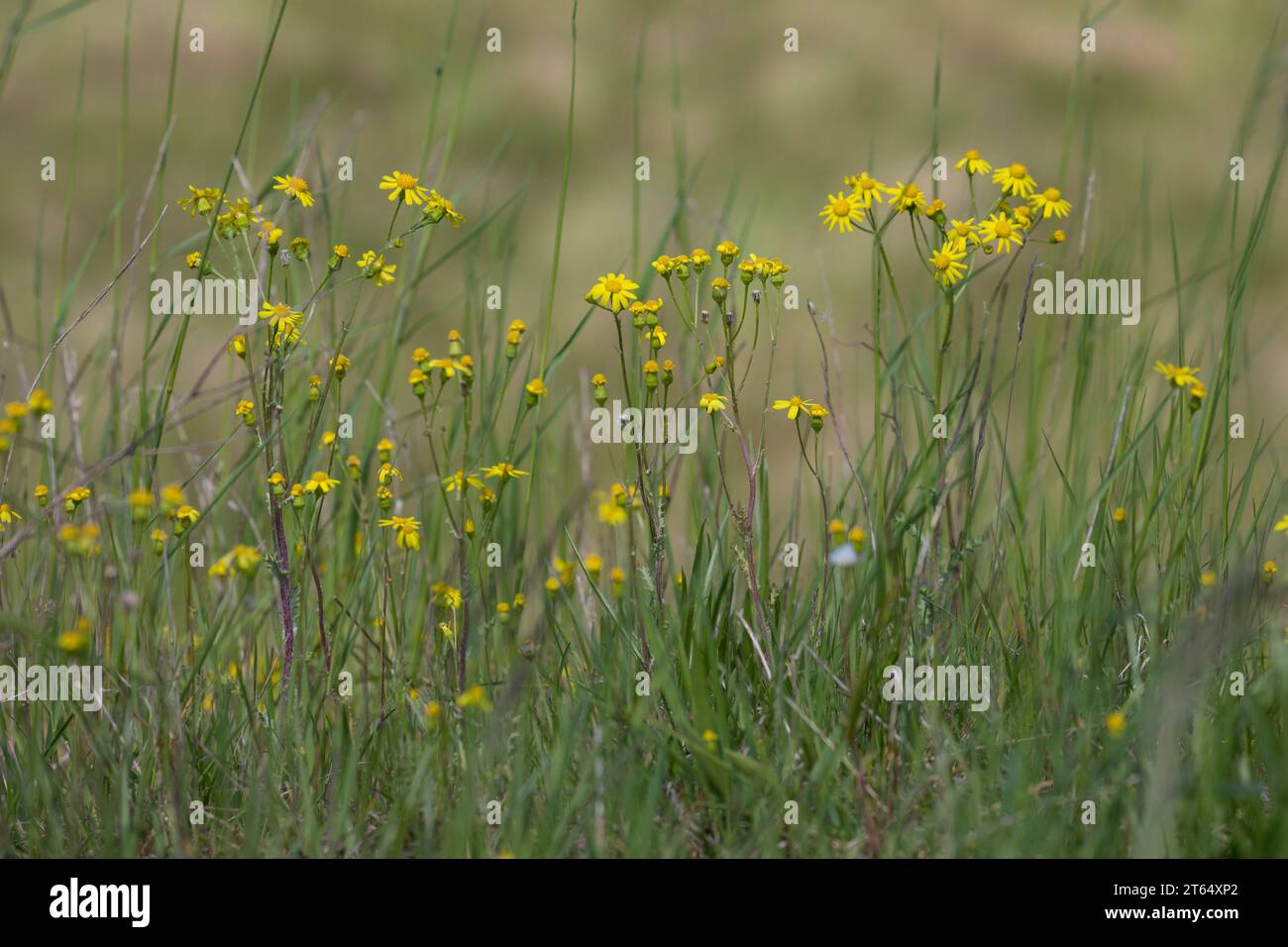 Frühlings-Greiskraut, Frühlingsgreiskraut, Greiskraut, Frühlingskreuzkraut, Frühlings-Kreuzkraut, Kreuzkraut, Senecio vernalis, Senecio leucanthemifol Foto Stock