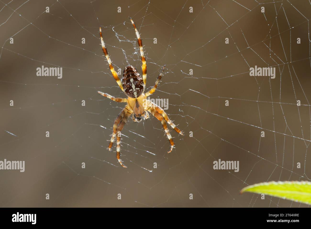 Garten-Kreuzspinne, Gartenkreuzspinne, Gemeine Kreuzspinne, Araneus diadematus, cross orbweaver, ragno da giardino europeo, ragno da giardino, ragno di croce, Foto Stock