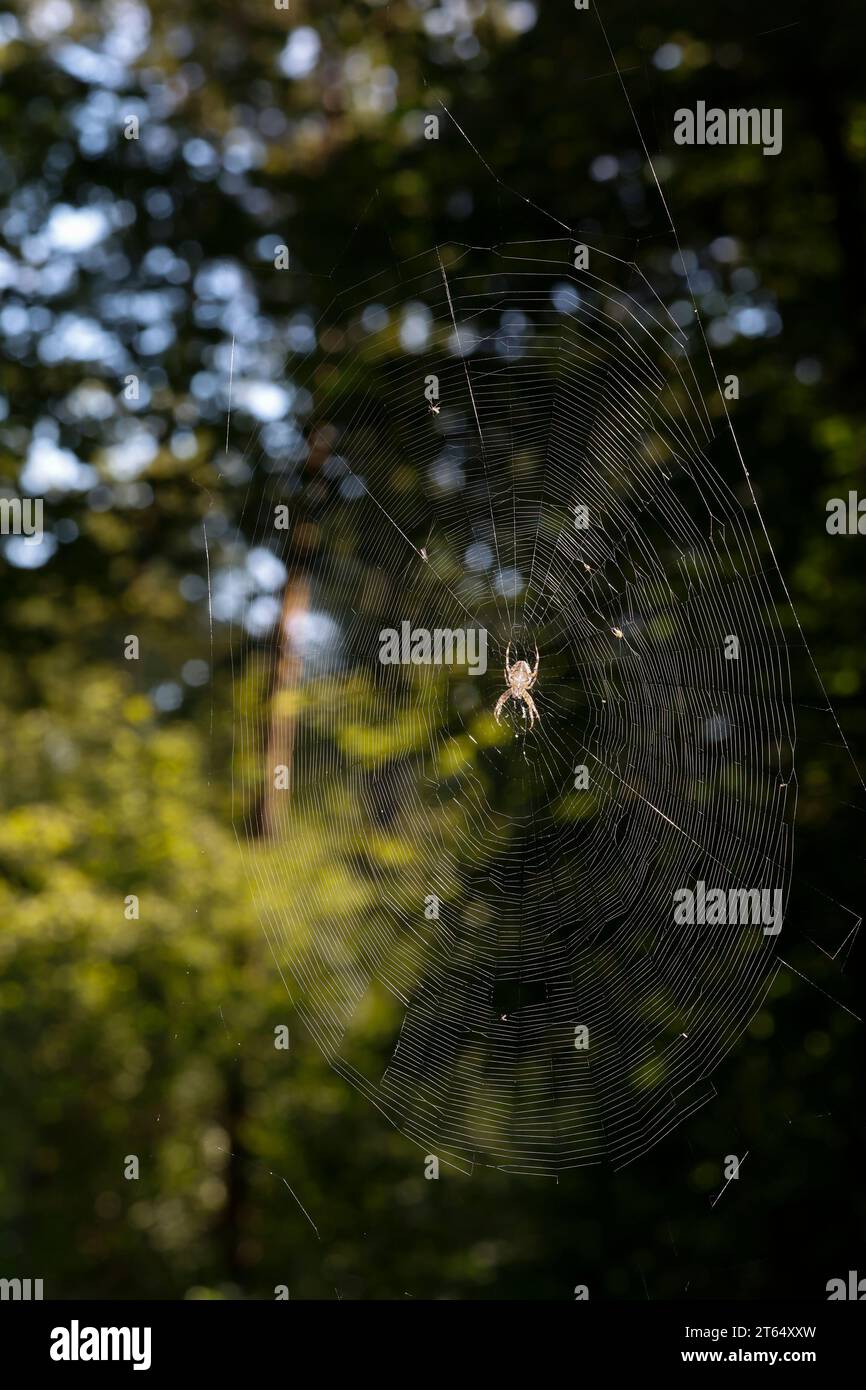 Garten-Kreuzspinne, Gartenkreuzspinne, Gemeine Kreuzspinne, lauert im Netz, Spinnennetz, Radnetz, Araneus diadematus, cross orbweaver, giardino europeo Foto Stock
