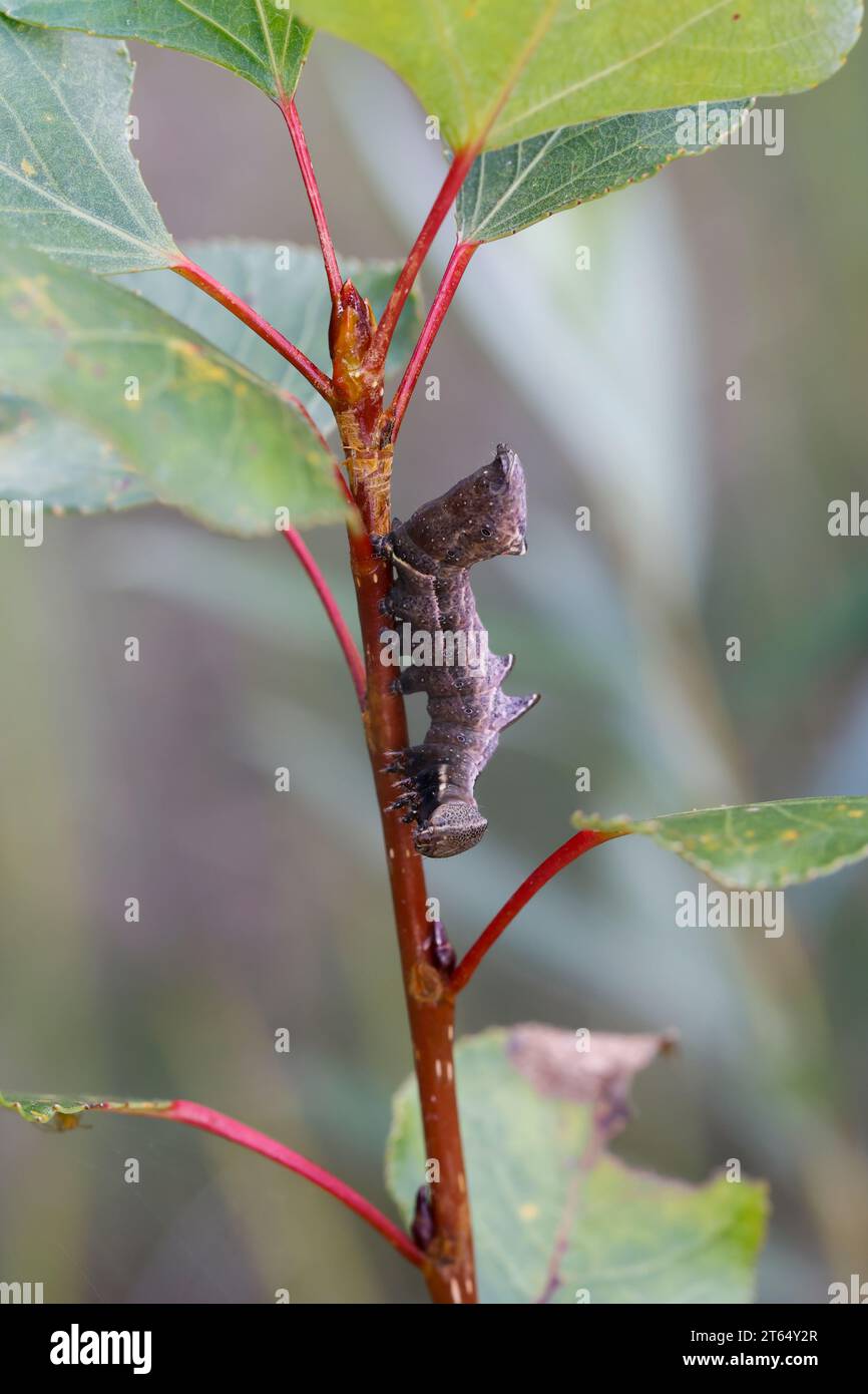 Gelbbrauner Zahnspinner, Raupe frisst an Zitterpappel, Notodonta torva, Notodonta tritophus, Large Dark prominent, caterpillar, le Demi-lune grise, CH Foto Stock