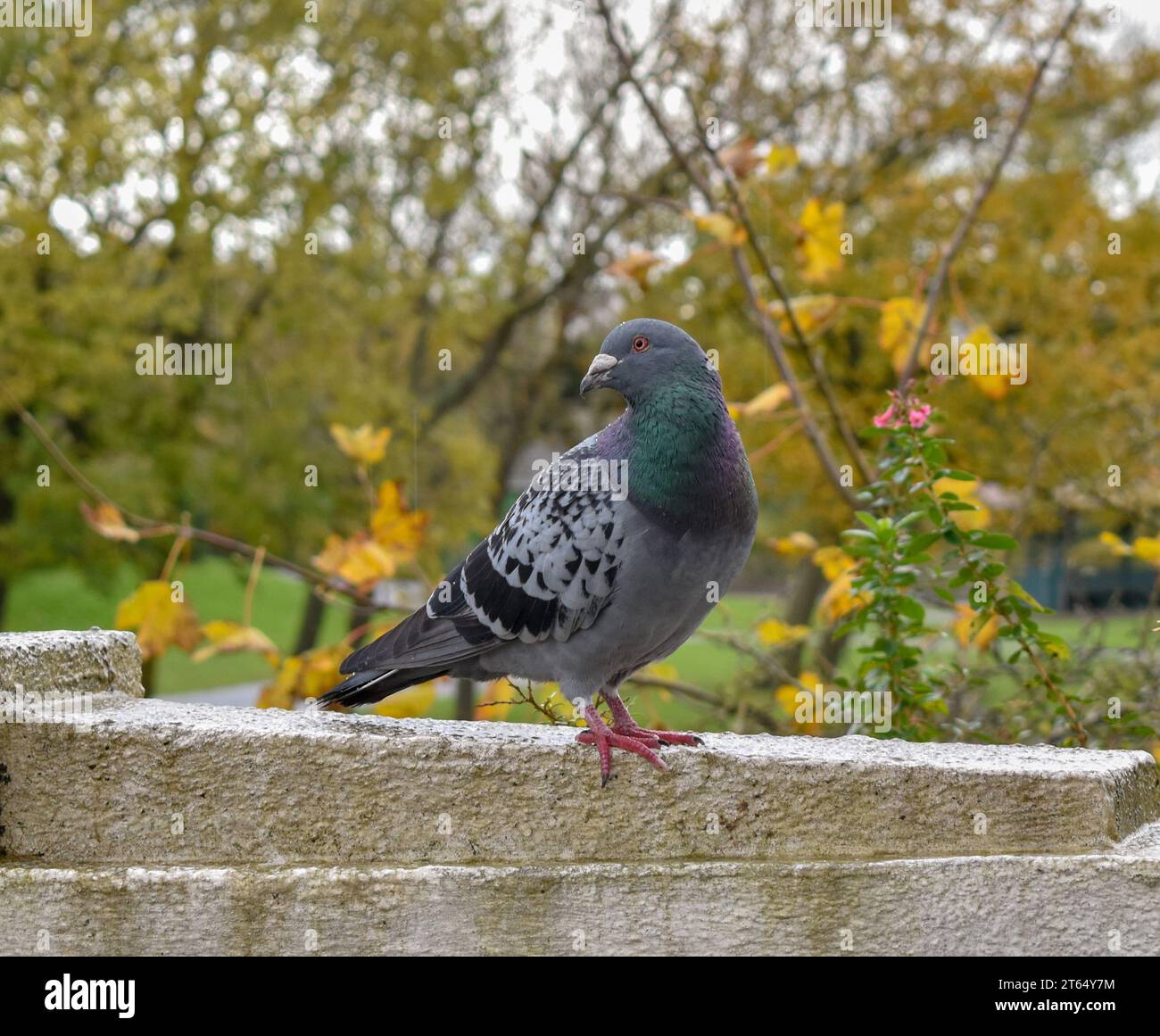 Un piccione selvatico in piedi su un muro di pietra in un parco. Foto Stock