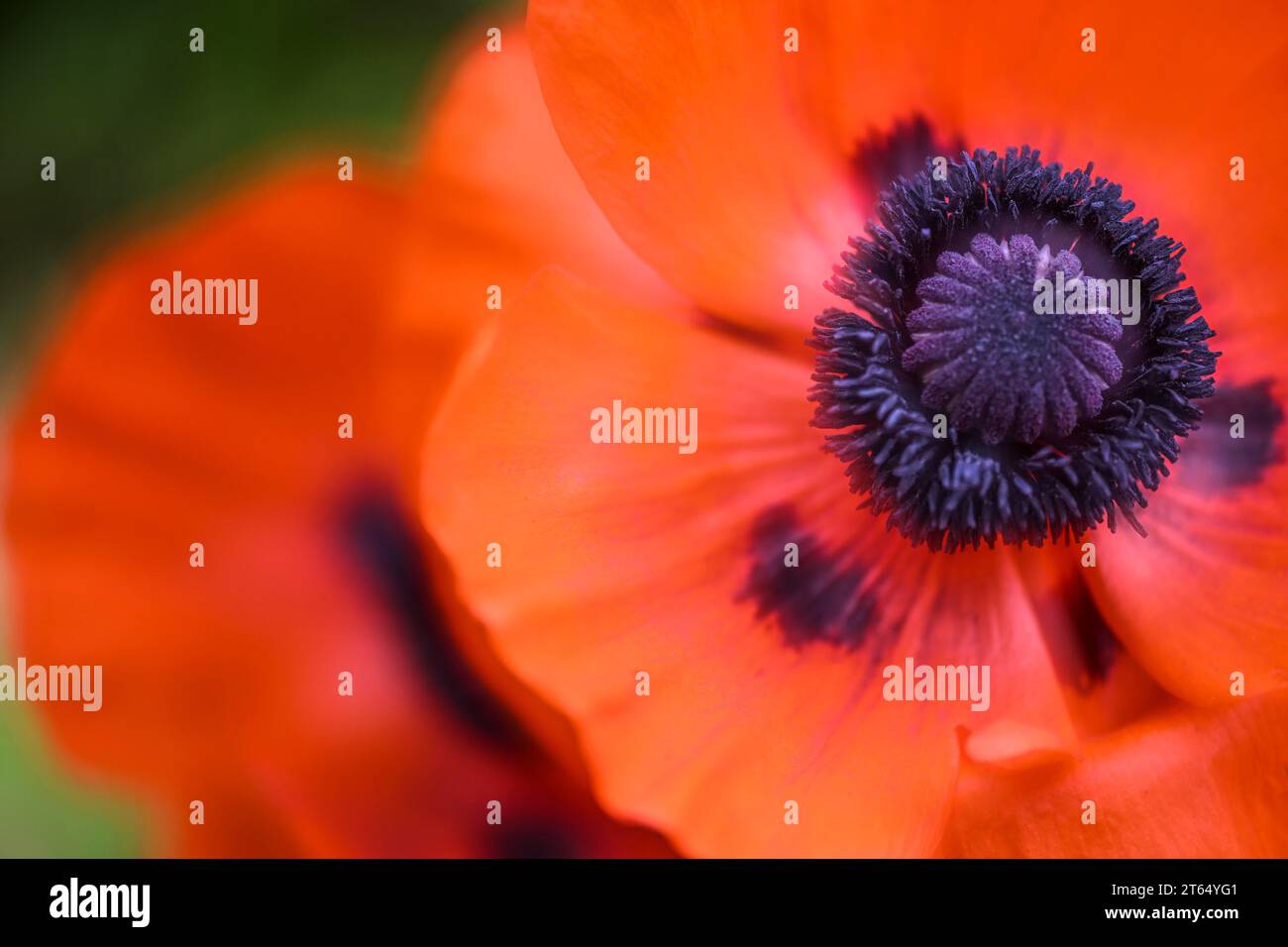 Papavero orientale (Papaver orientale), fiore con steli e pistole, doppia esposizione, Baden-Wuerttemberg, Germania Foto Stock