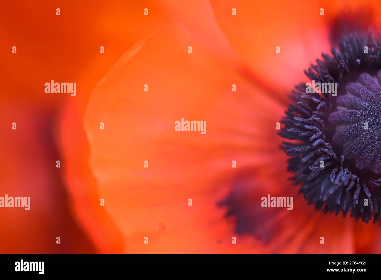 Papavero orientale (Papaver orientale), fiore con steli e pistole, doppia esposizione, Baden-Wuerttemberg, Germania Foto Stock