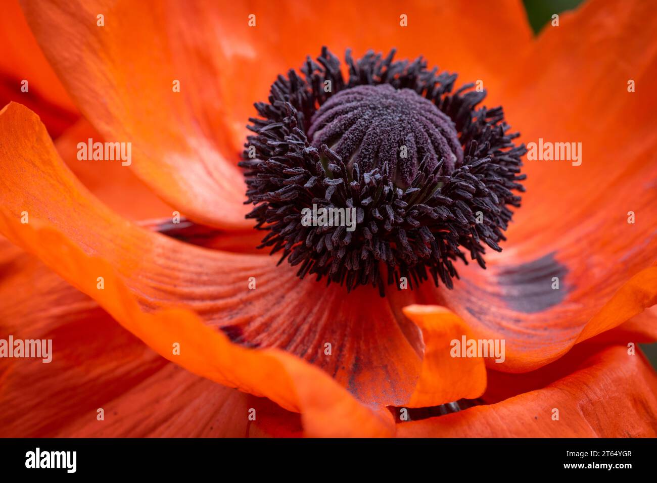 Papavero turco (Papaver orientale), fiore con stampe e pistole, Baden-Wuerttemberg, Germania Foto Stock