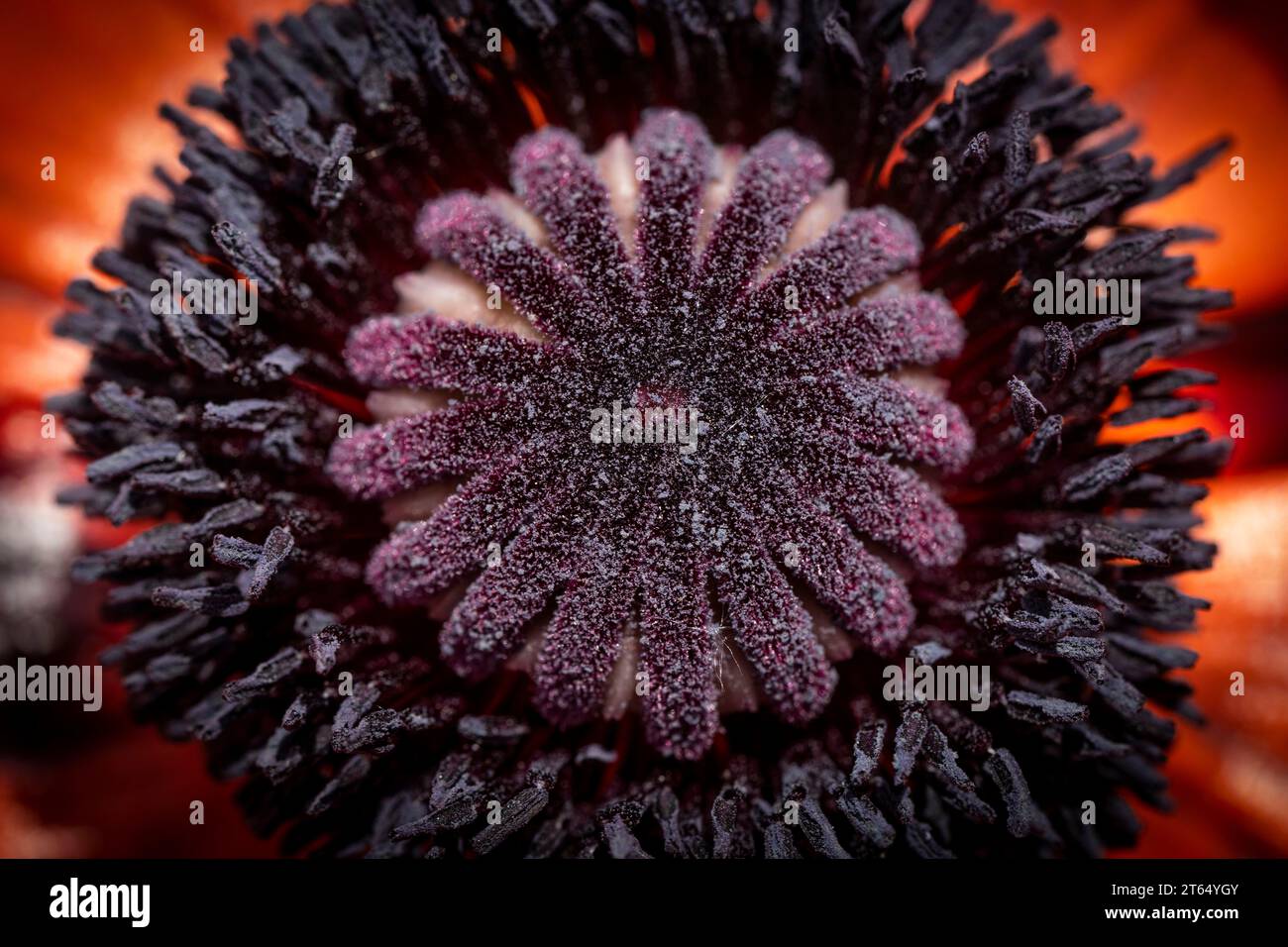 Papavero turco (Papaver orientale), fiore con stampe e pistole, Baden-Wuerttemberg, Germania Foto Stock