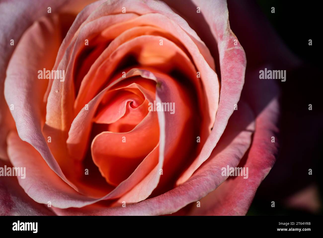 Rose (Rosa), Royal Botanic Gardens (Kew Gardens), Gran Bretagna Foto Stock