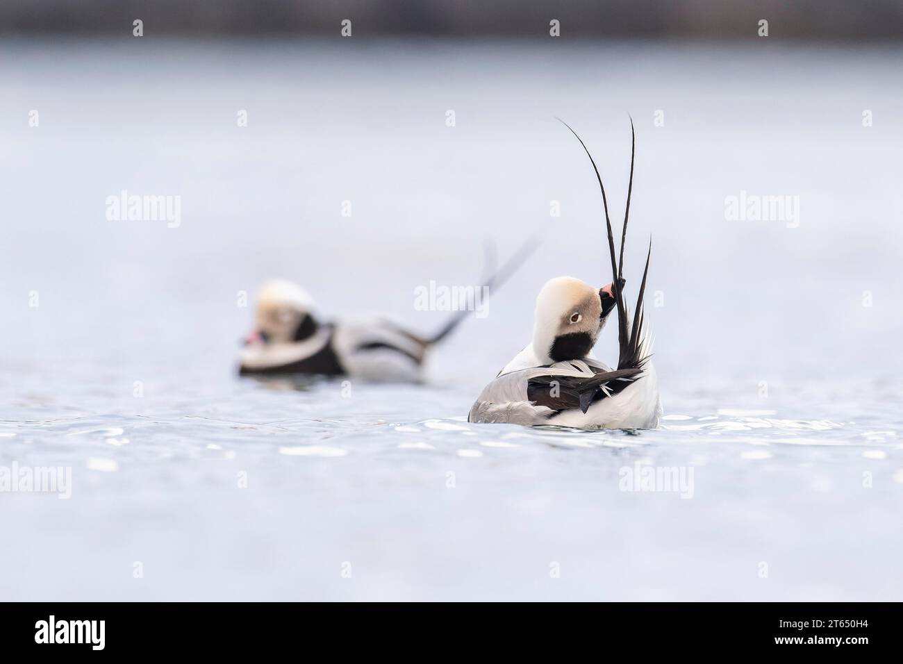 Anatra dalla coda lunga (Clangula hyemalis), maschio in piumaggio splendore durante la cura dei piumaggi, Batsfjord, Batsfjord, Penisola di Varanger, Finnmark, nord Foto Stock