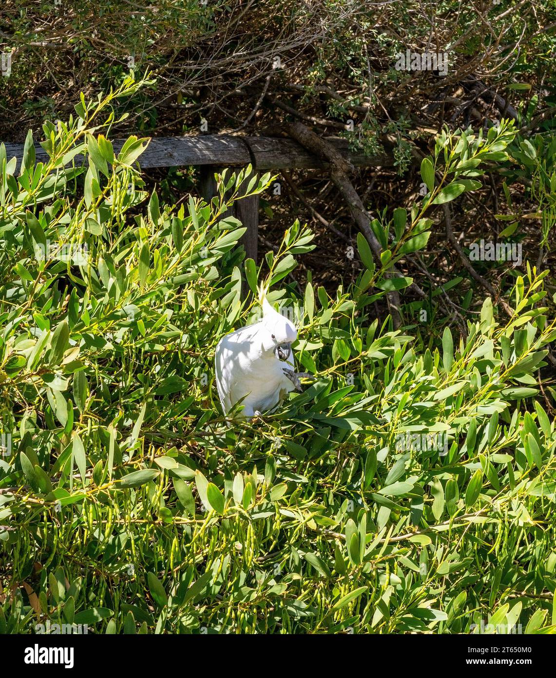 Cacatuidae è locale nell'area di Narrabeen, Sydney, NSW, Australia Foto Stock
