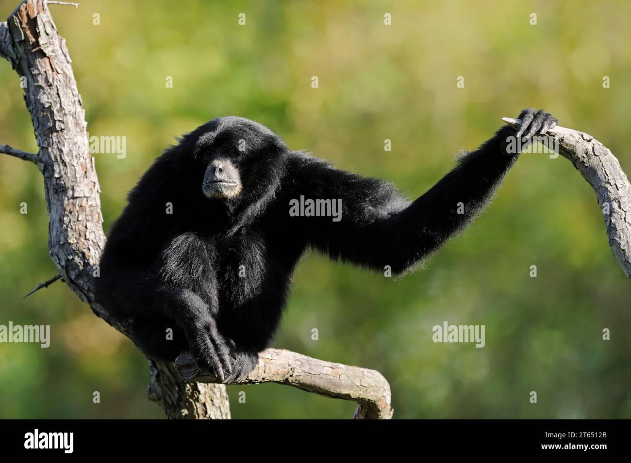 Siamang (Symphalangus syndactylus), prigioniero, che si trova nella penisola malese, in Malesia Foto Stock