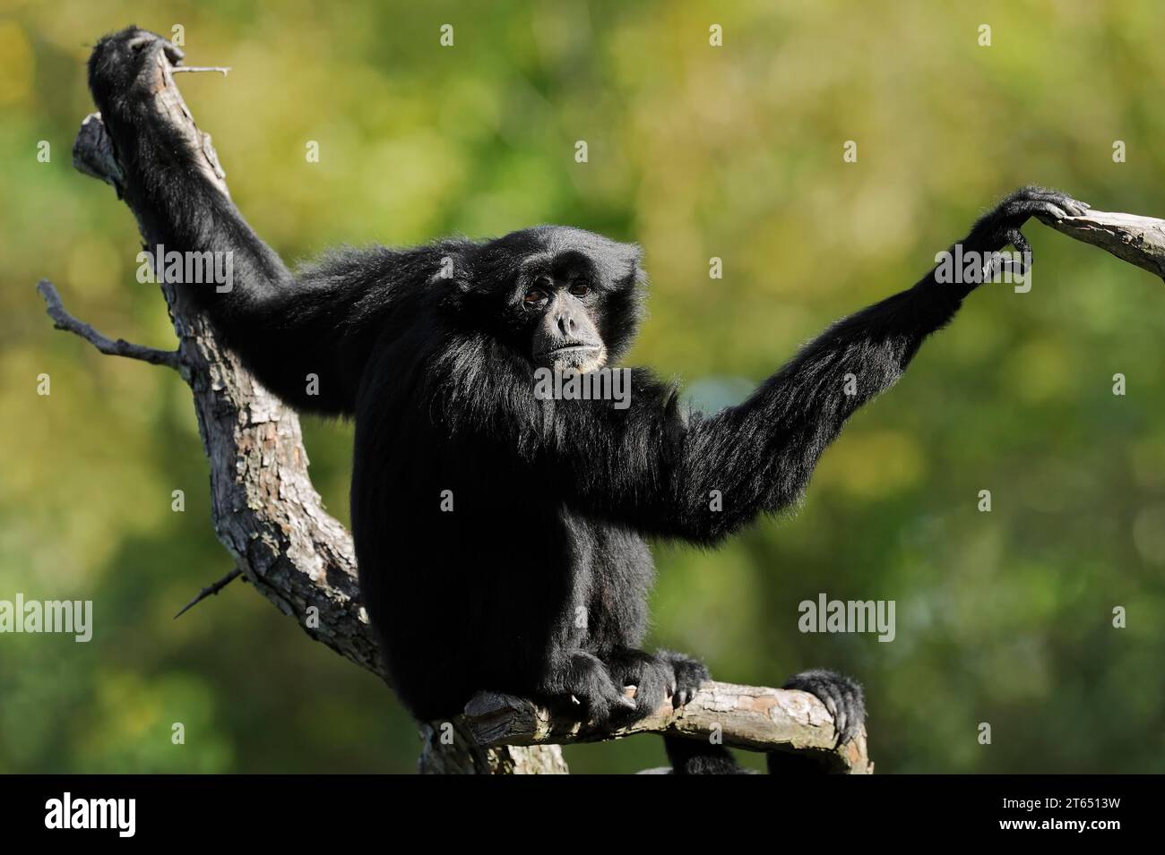 Siamang (Symphalangus syndactylus), prigioniero, che si trova nella penisola malese, in Malesia Foto Stock