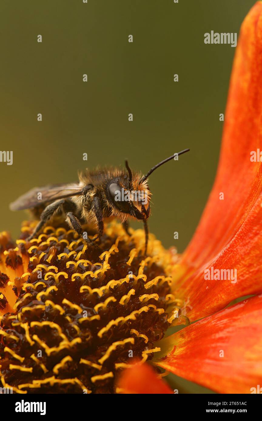 Primo piano verticale naturale su un'ape femmina Patchwork, Megachile centuncularis, seduta su un fiore arancione di Helenium Foto Stock