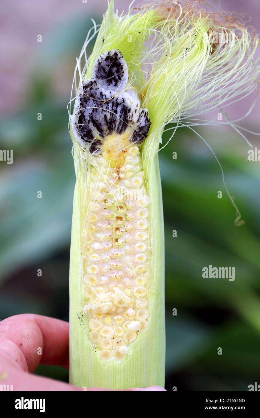 Corn smut (Ustilago maydis) è un parassita fungo del mais. È un fungo commestibile molto apprezzato in Messico noto come huitlacoche. Sezione trasversale attraverso un. Foto Stock