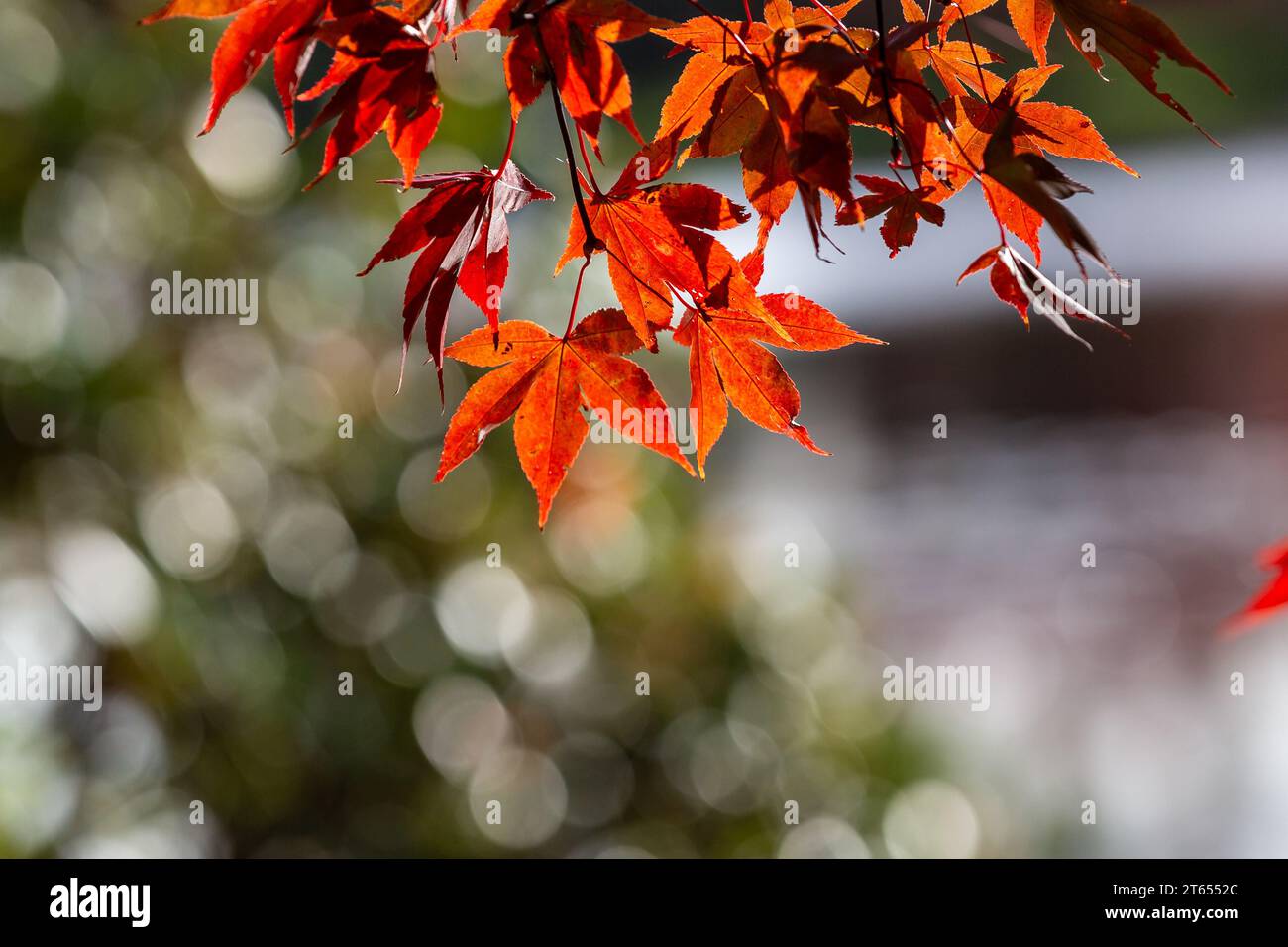 L'acero lascia nel sole autunnale Foto Stock