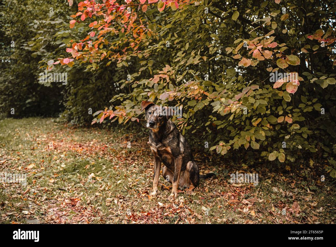Un cane di razza piuttosto mista davanti agli alberi colorati dell'autunno Foto Stock