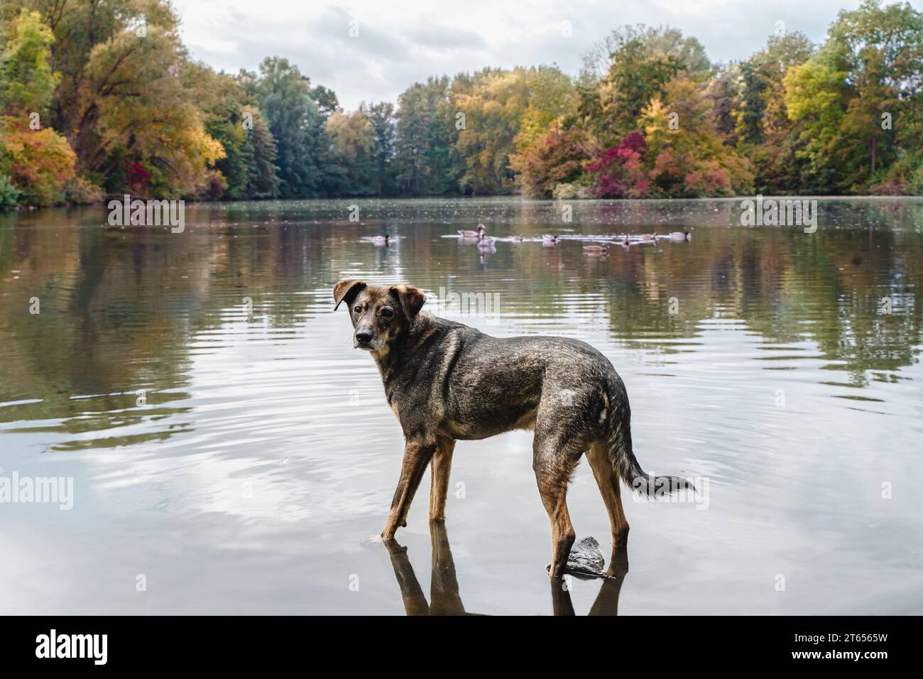 Un bel cane misto di razza davanti a uno splendido paesaggio lacustre autunnale Foto Stock