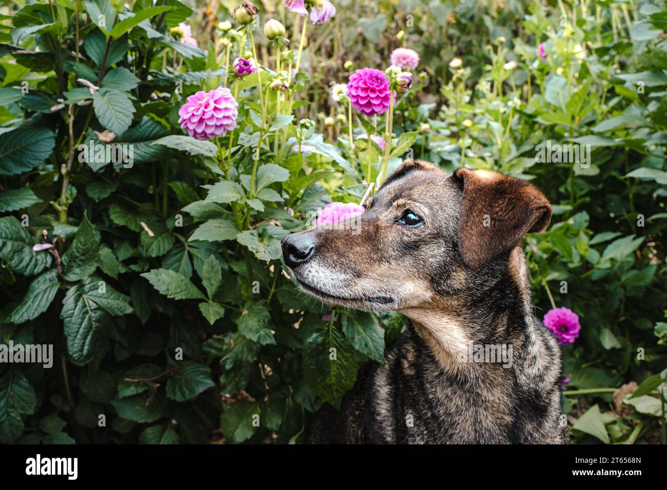 Ritratto alla testa di un cane di razza piuttosto mista Foto Stock