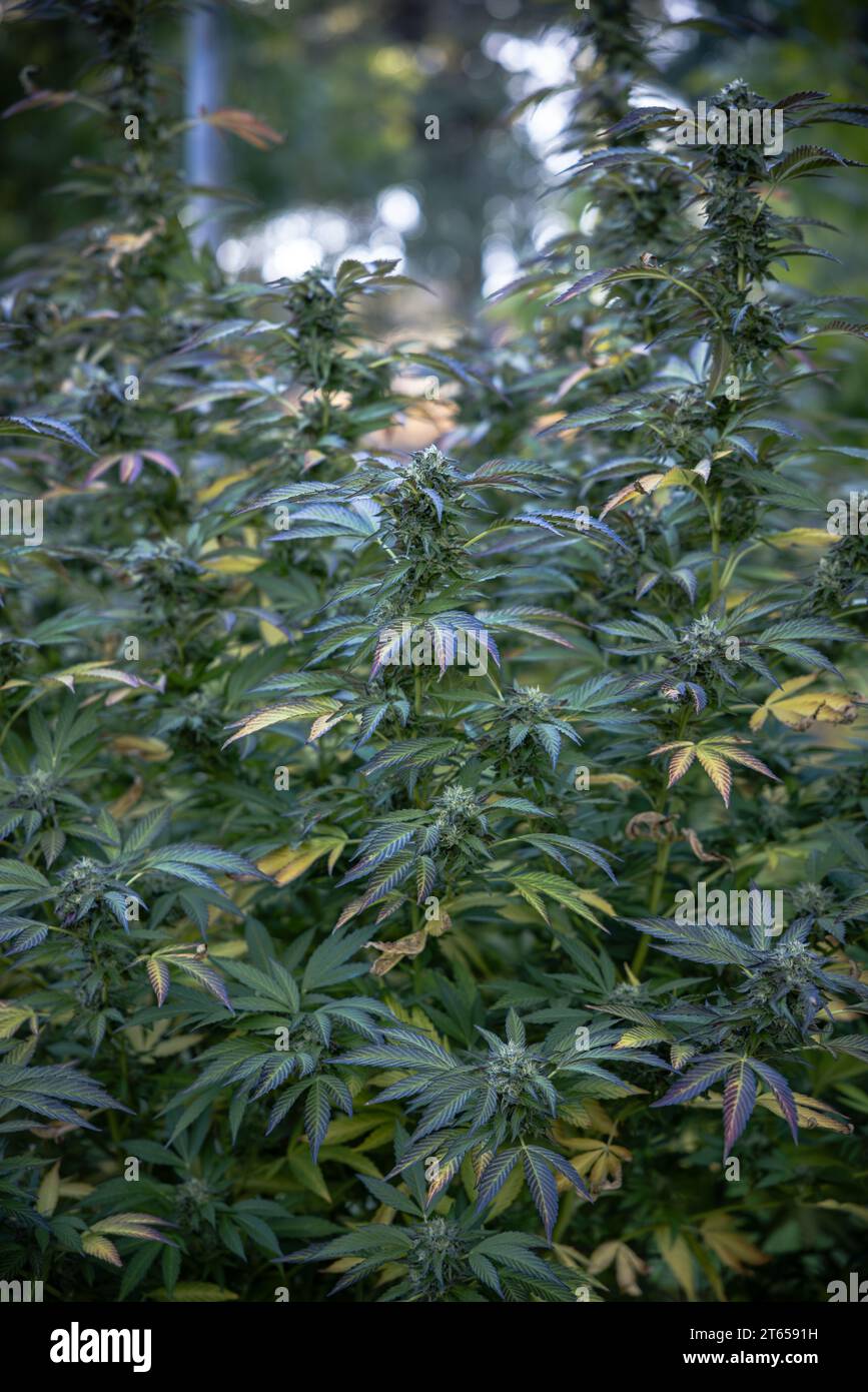Souffle fiorito di Cannabis e burro di arachidi Foto Stock