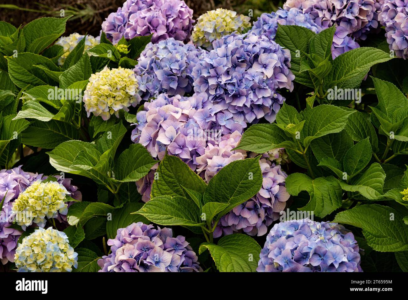 ortensia sana e fiorita o ortensia cespuglio con varie colorazioni di teste di fiori. Foto Stock