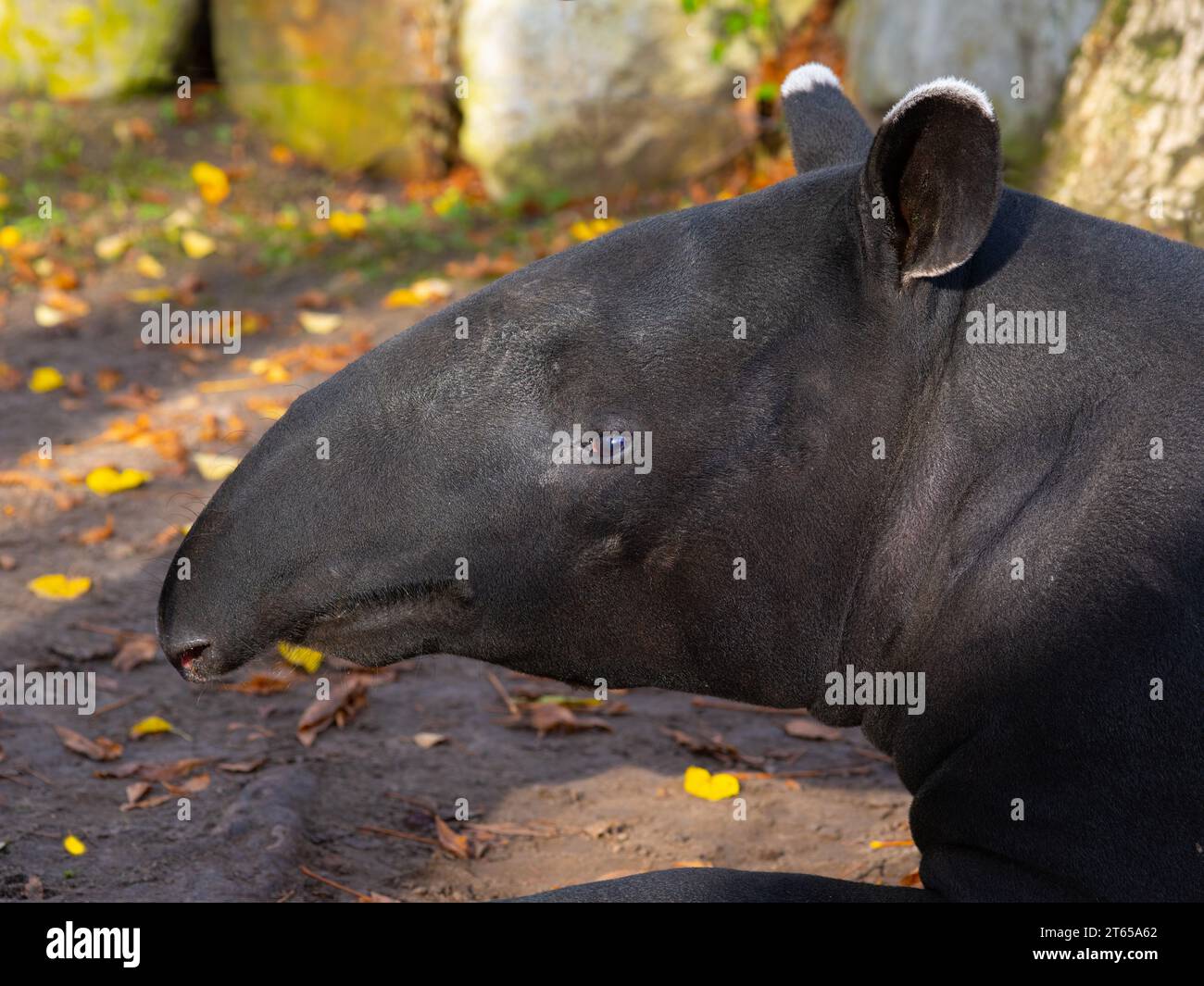 ritratto di un tapir malese in natura Foto Stock