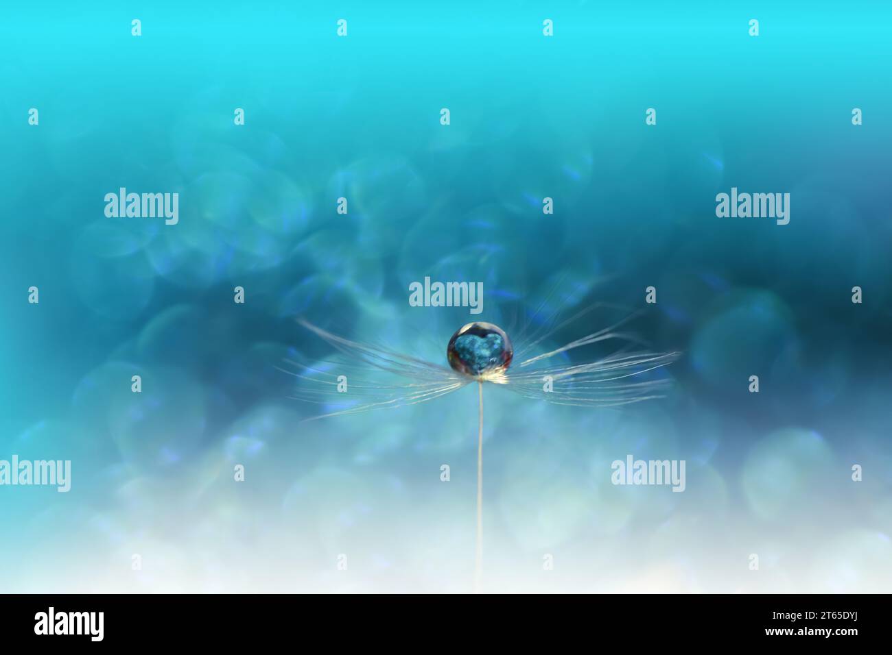 Bella natura background.Floral Art Design.Abstract Macro Photography.pastello Flower.Dandelion Flowers.Blue background.Creative Wallpaper artistico. Foto Stock