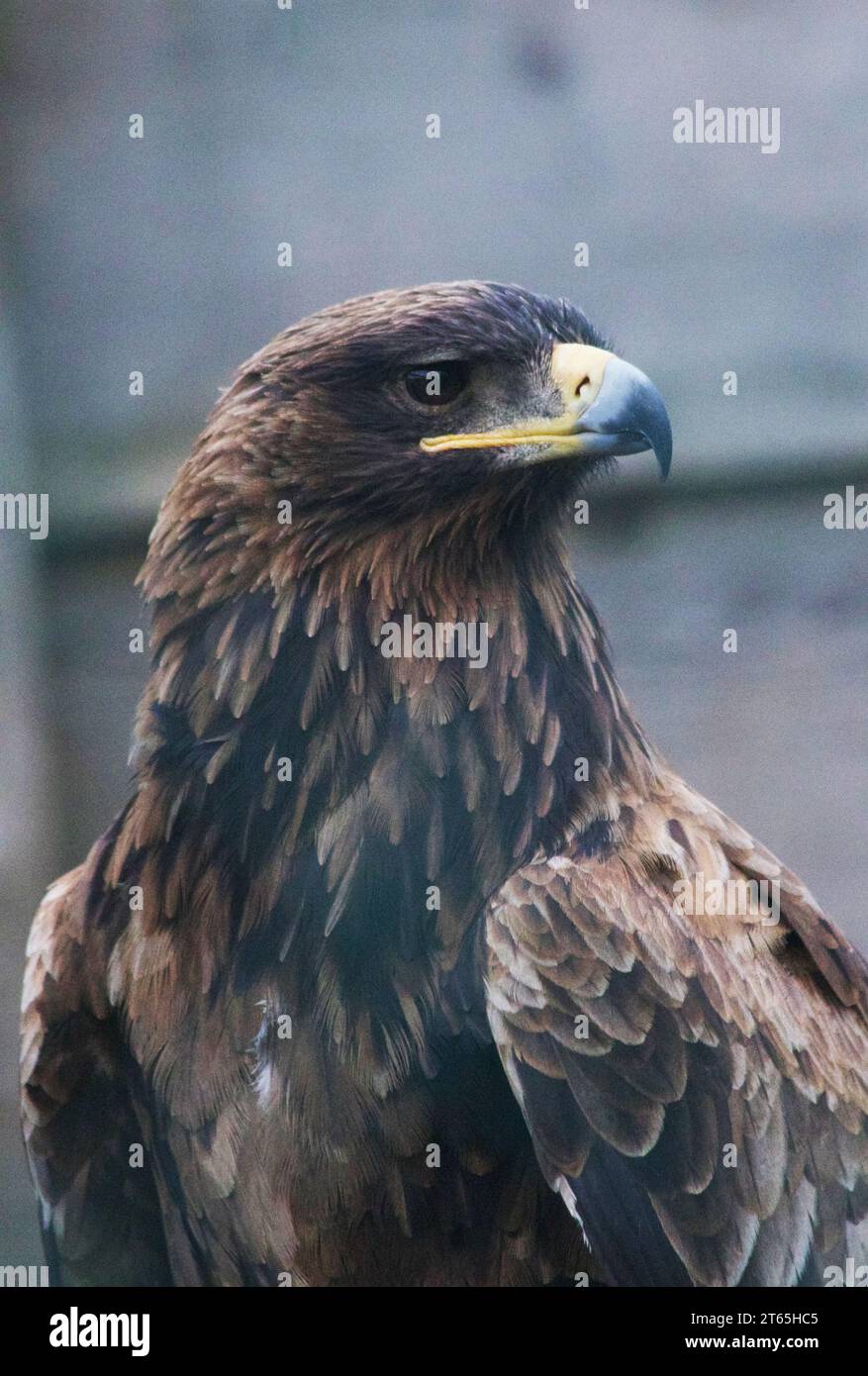 Eagle al Knowsley Safari Park Foto Stock